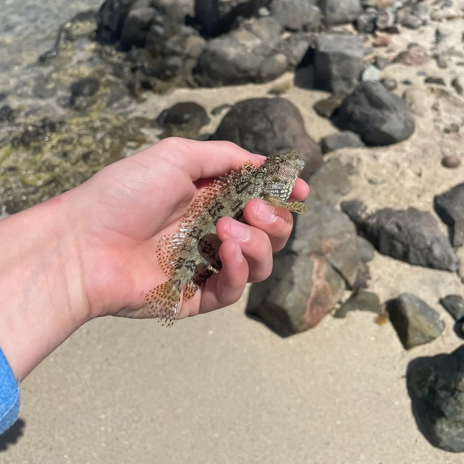 The most recent Shanny catches on Fishbrain