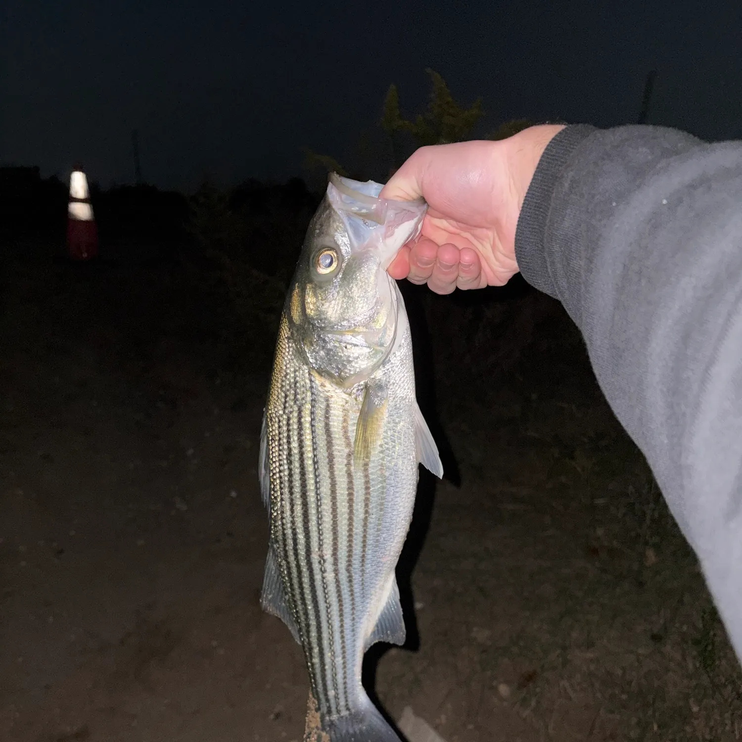Striped bass caught on Fishbrain