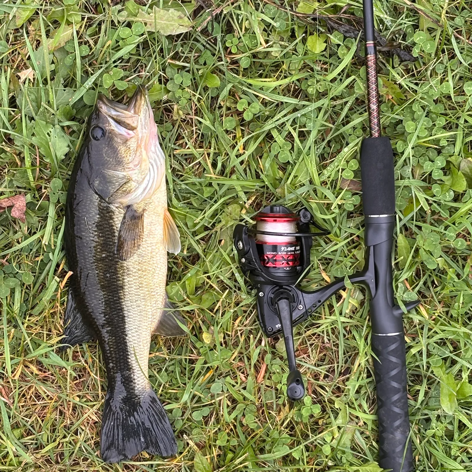 Largemouth bass caught on Fishbrain