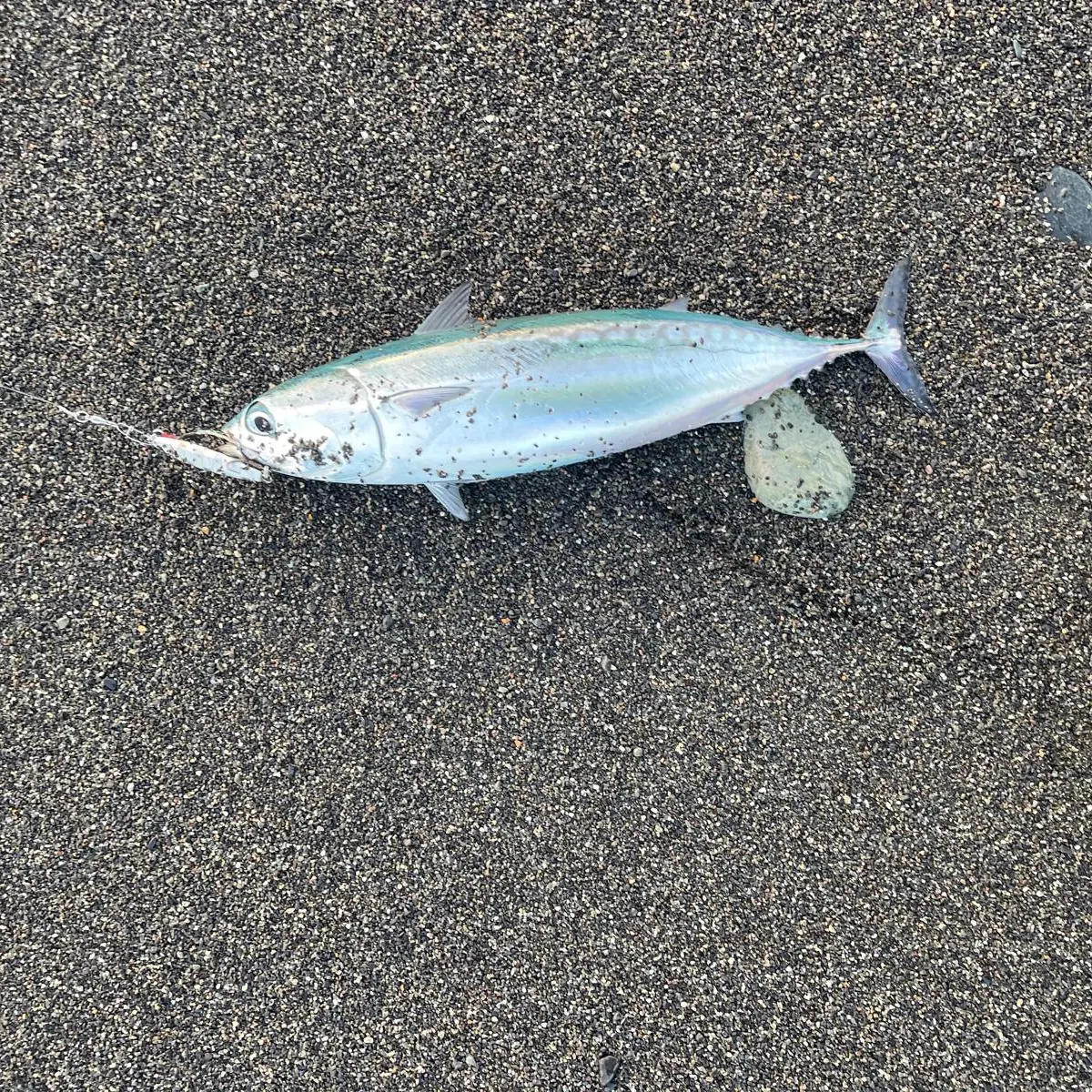 The most recent Frigate tuna catches on Fishbrain