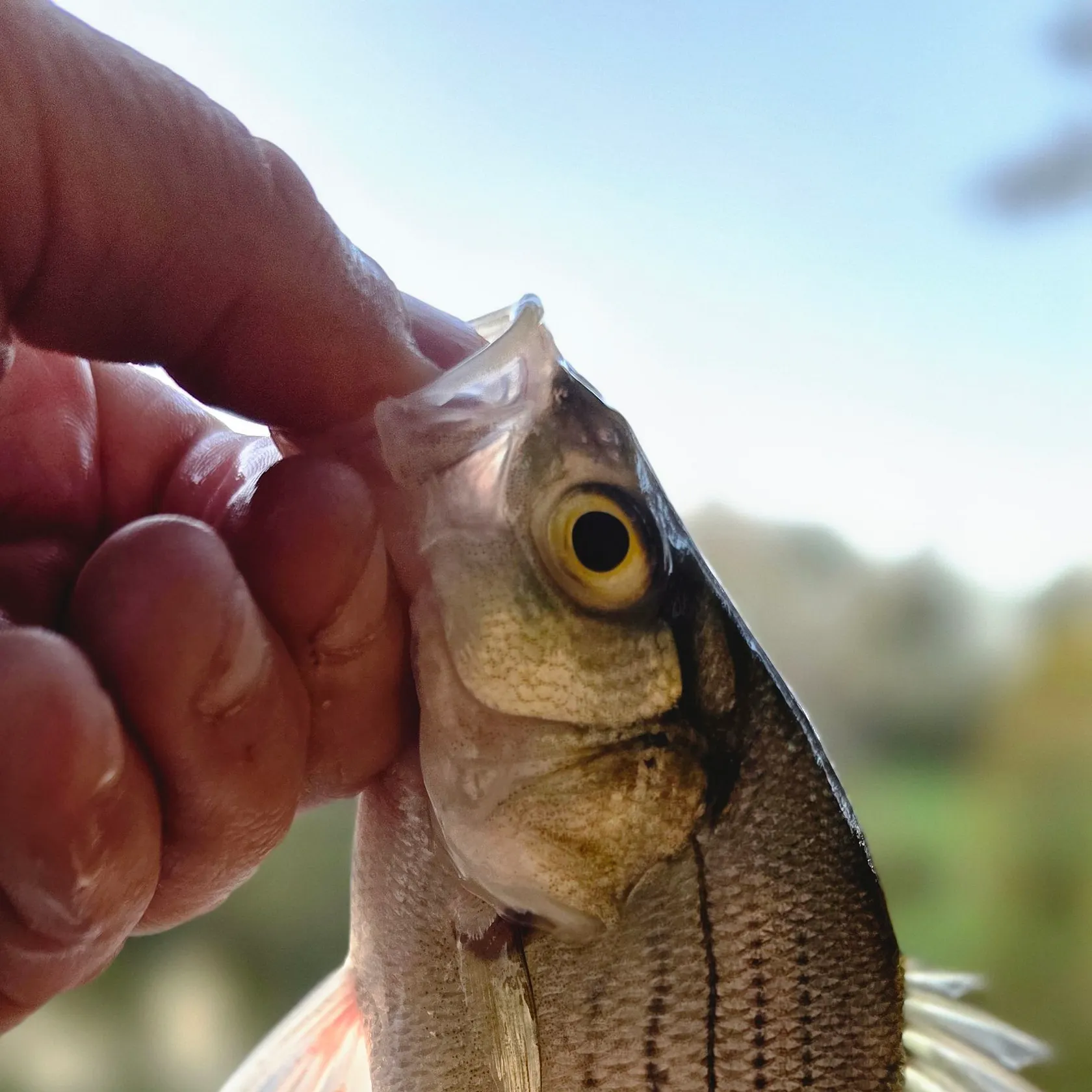 Wiper caught on Fishbrain
