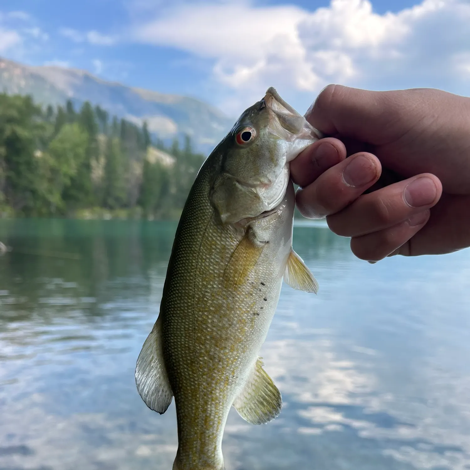 Smallmouth bass caught on Fishbrain