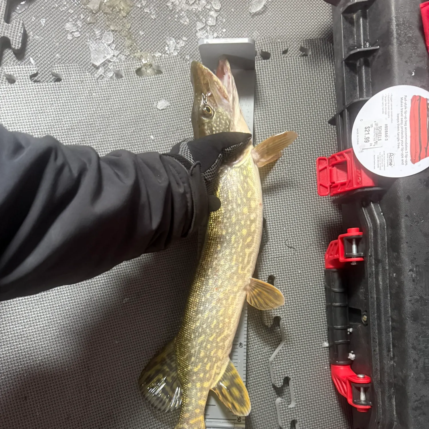 recently logged catches