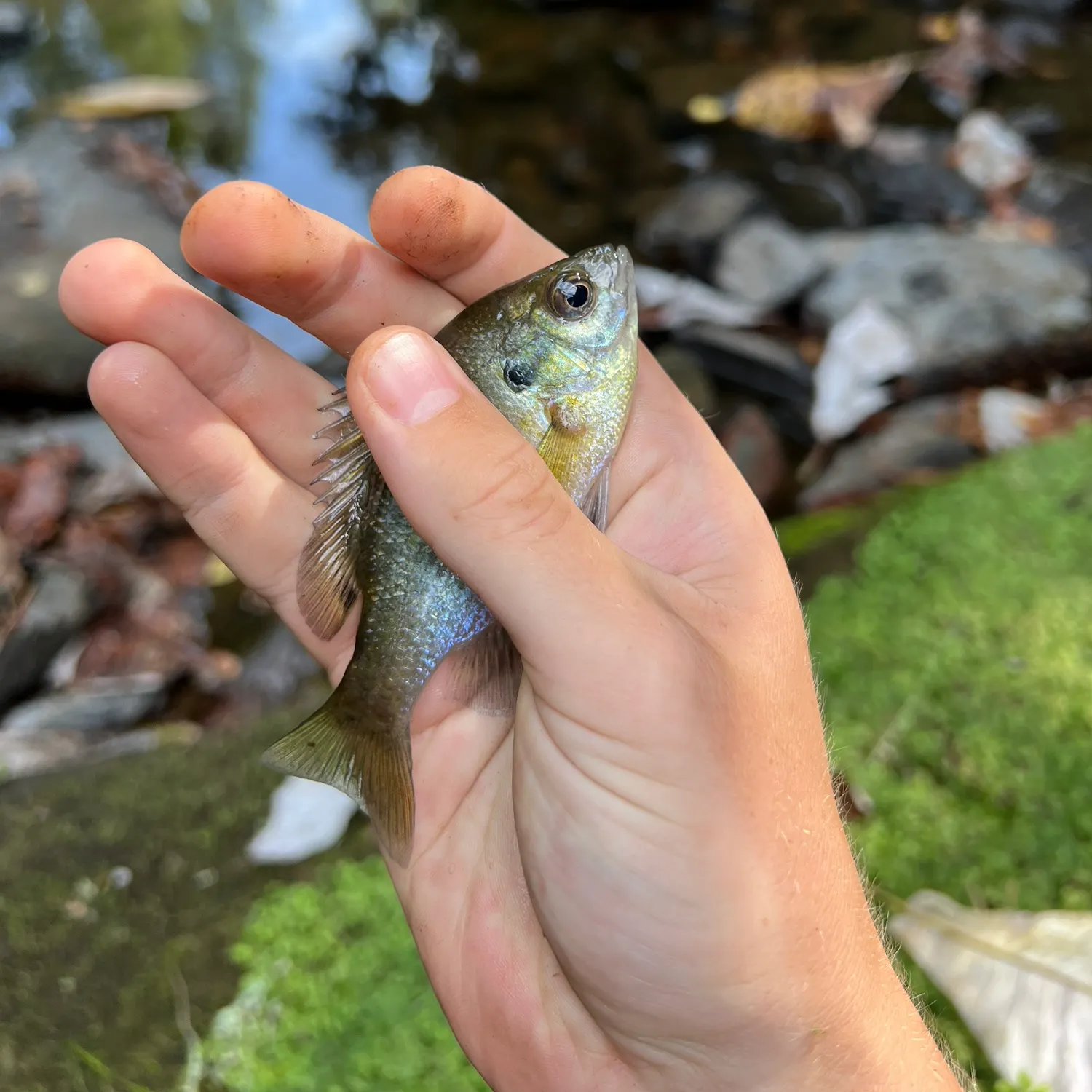 Bluegill caught on Fishbrain