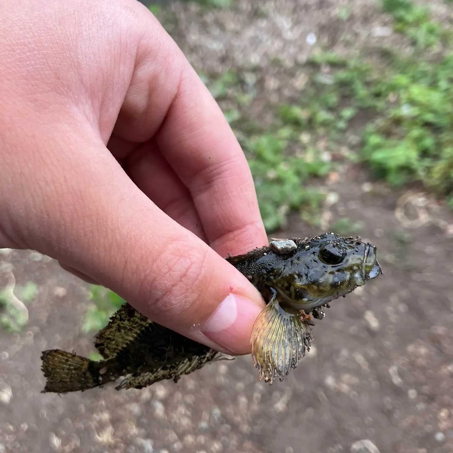 The most recent Longspined bullhead catches on Fishbrain