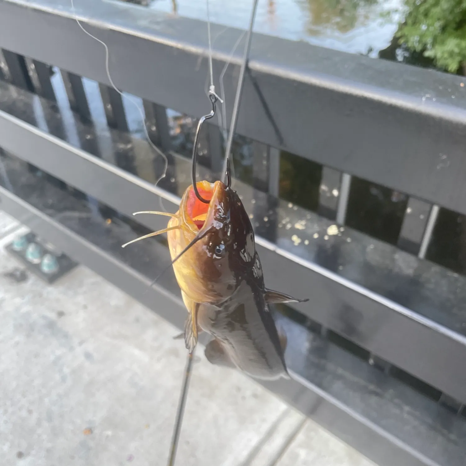catch