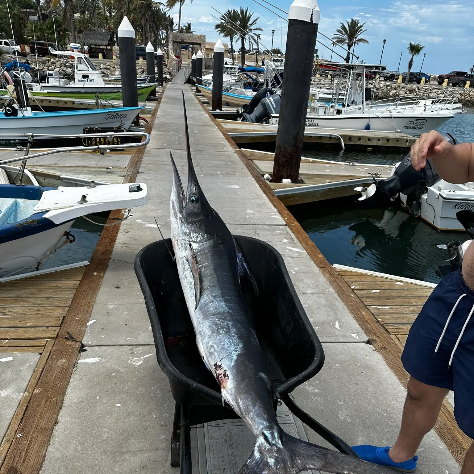 The most recent Atlantic blue marlin catches on Fishbrain