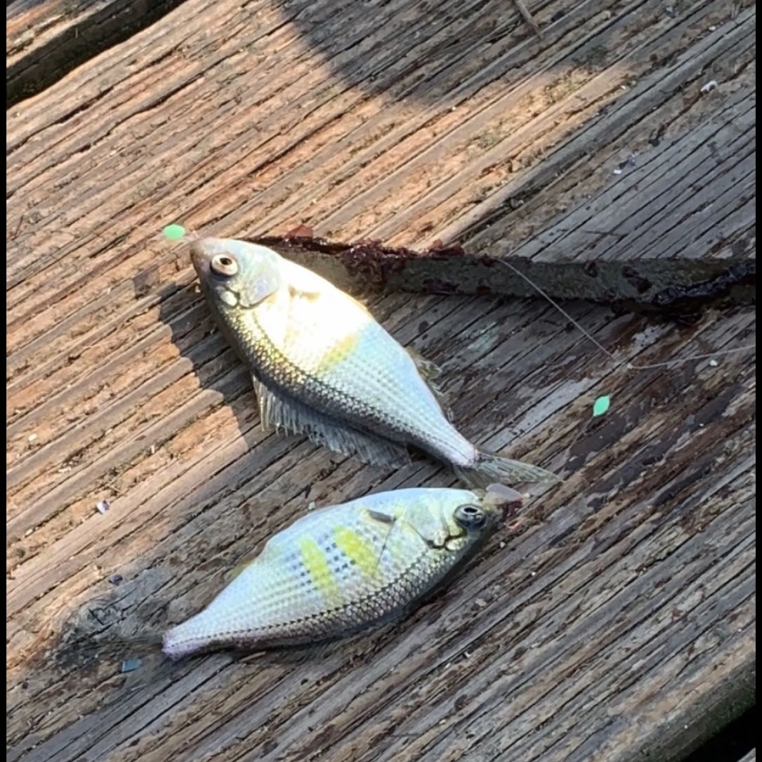 recently logged catches