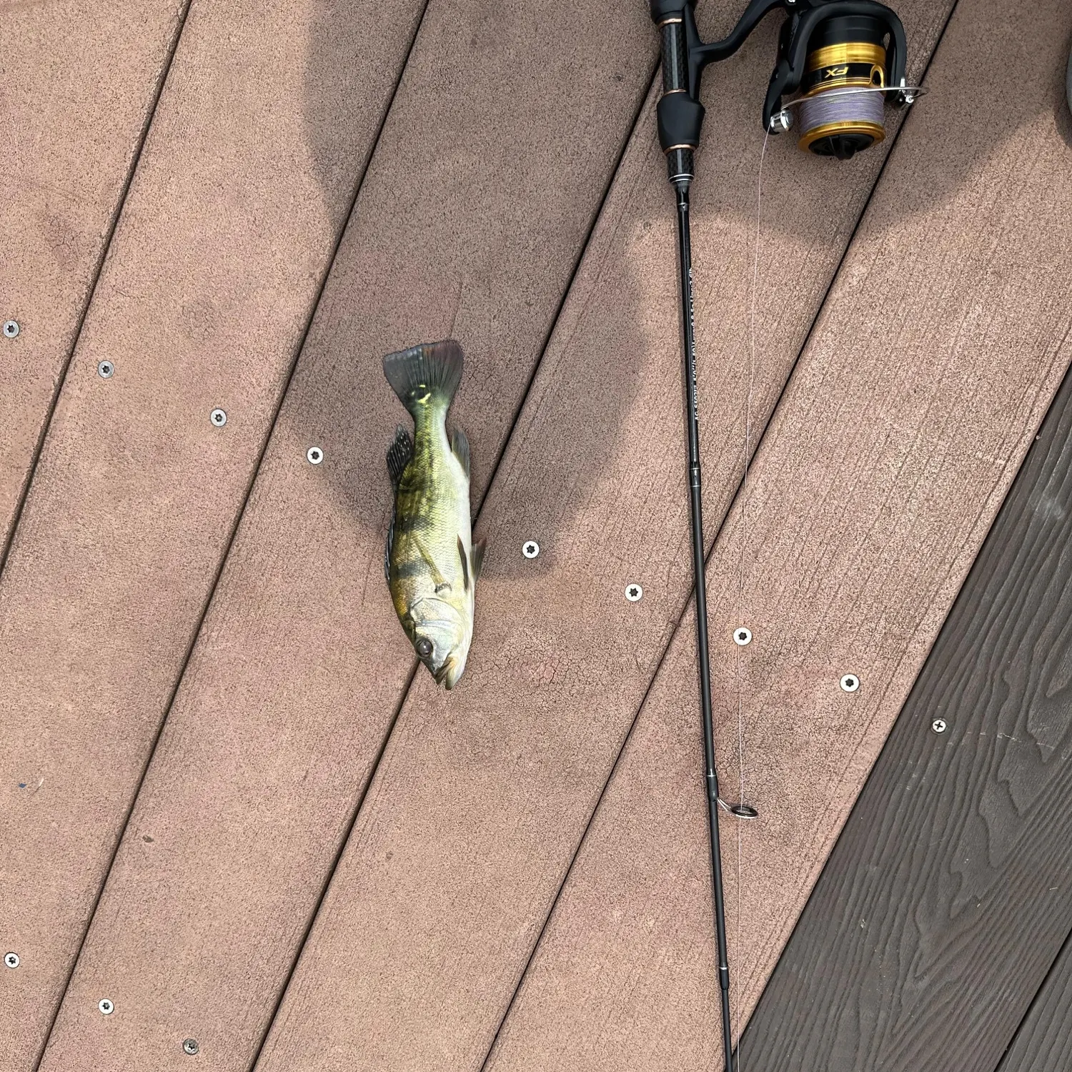 Butterfly peacock bass caught on Fishbrain