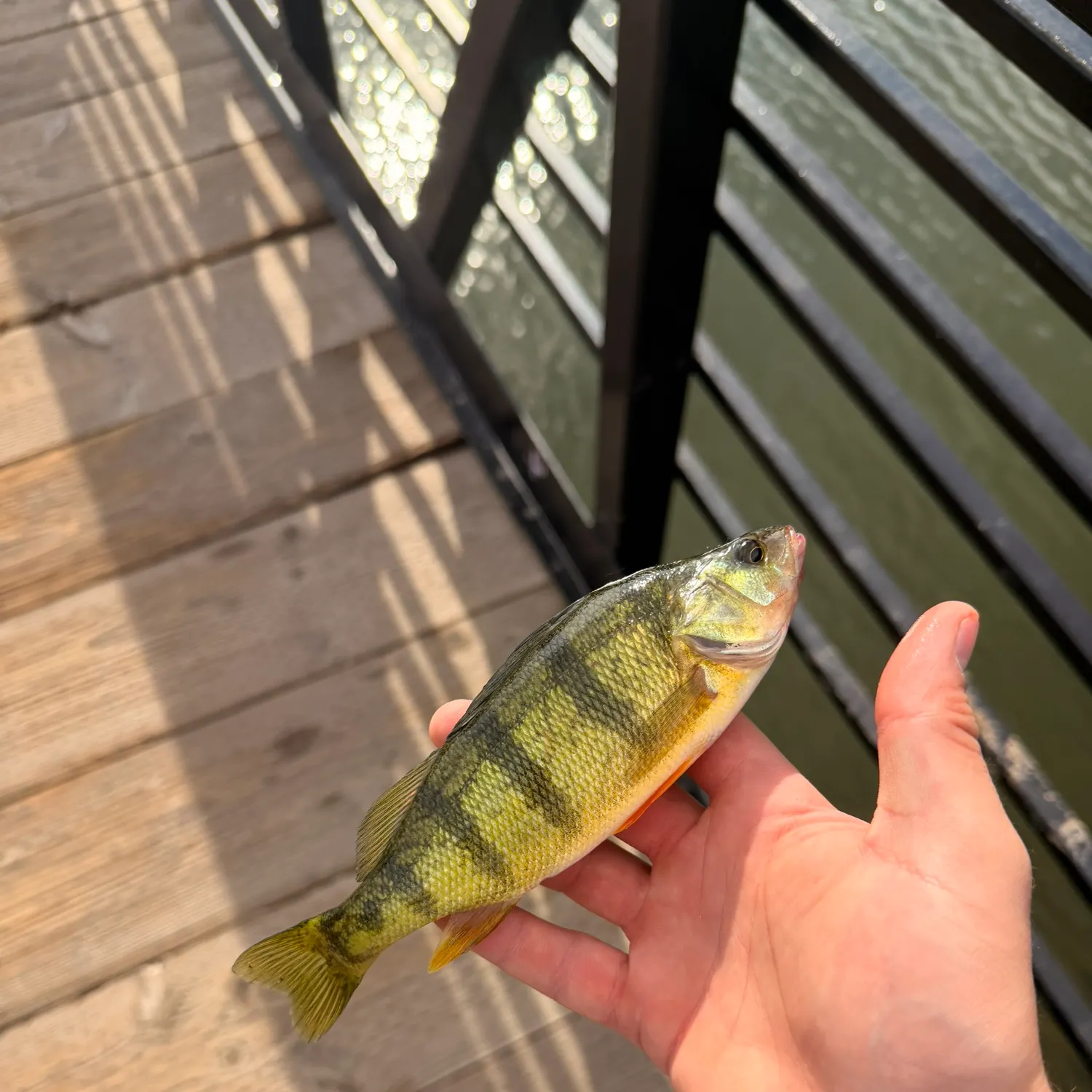 Yellow perch caught on Fishbrain