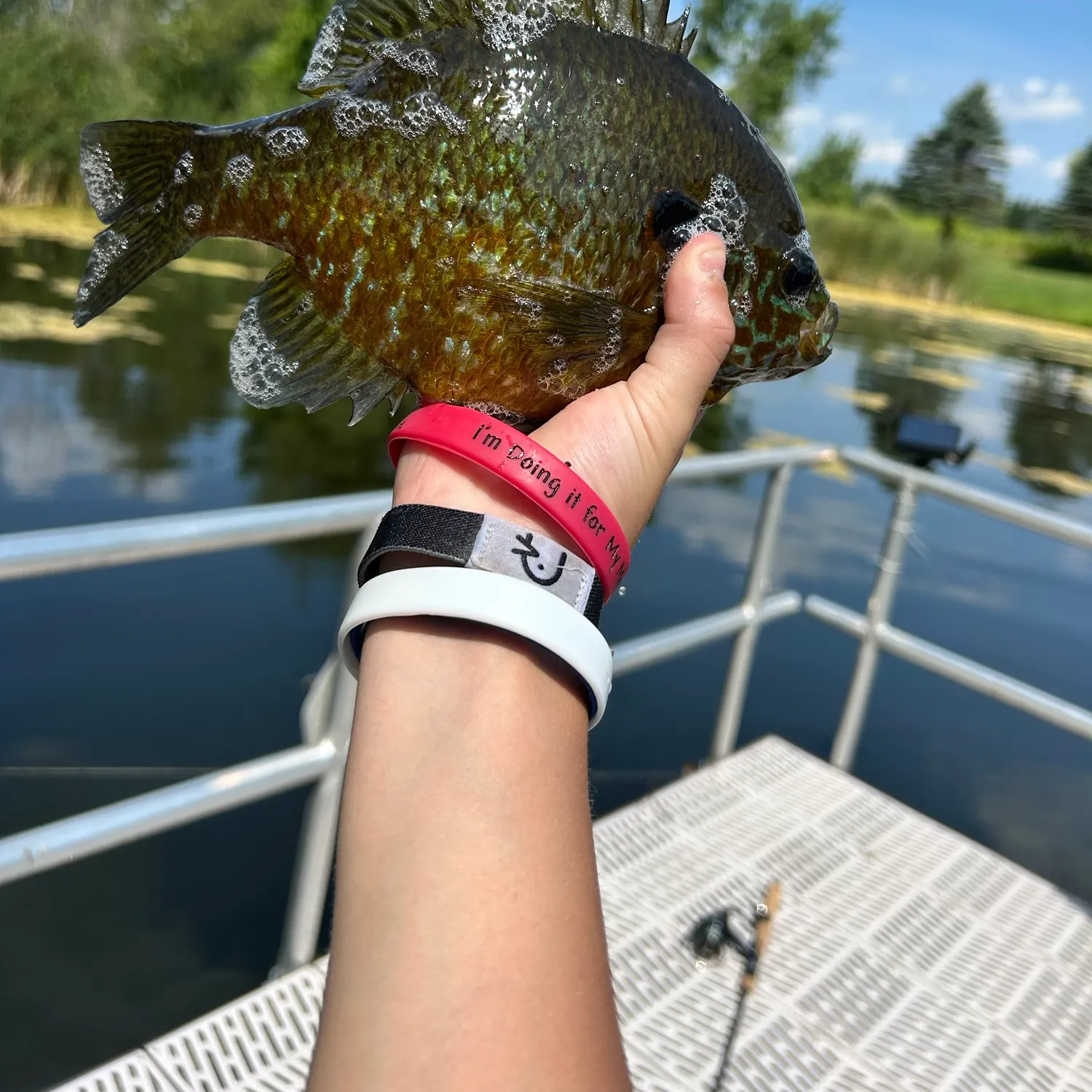 The most recent Wargill hybrid catches on Fishbrain