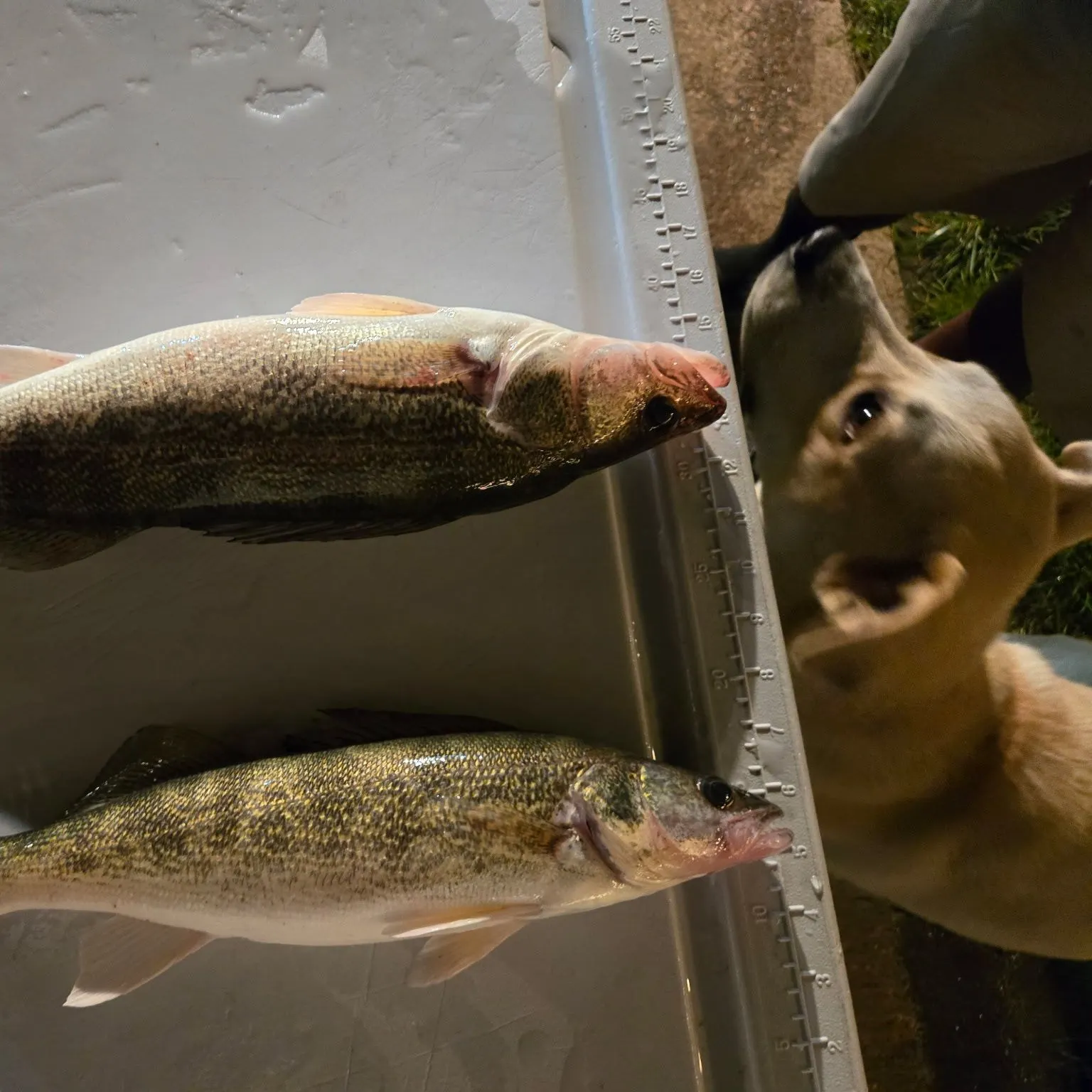 Walleye caught on Fishbrain