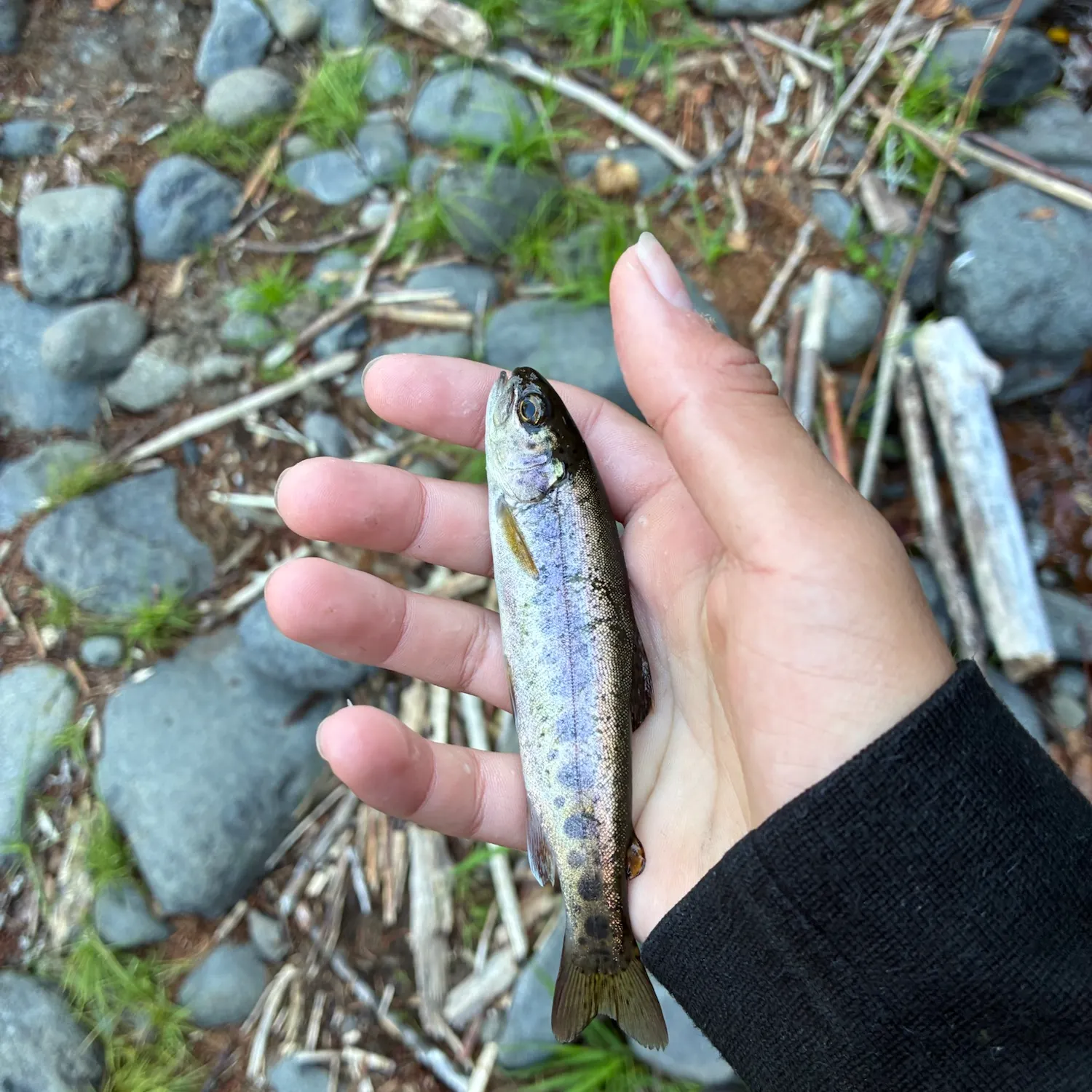 Coastal rainbow trout caught on Fishbrain
