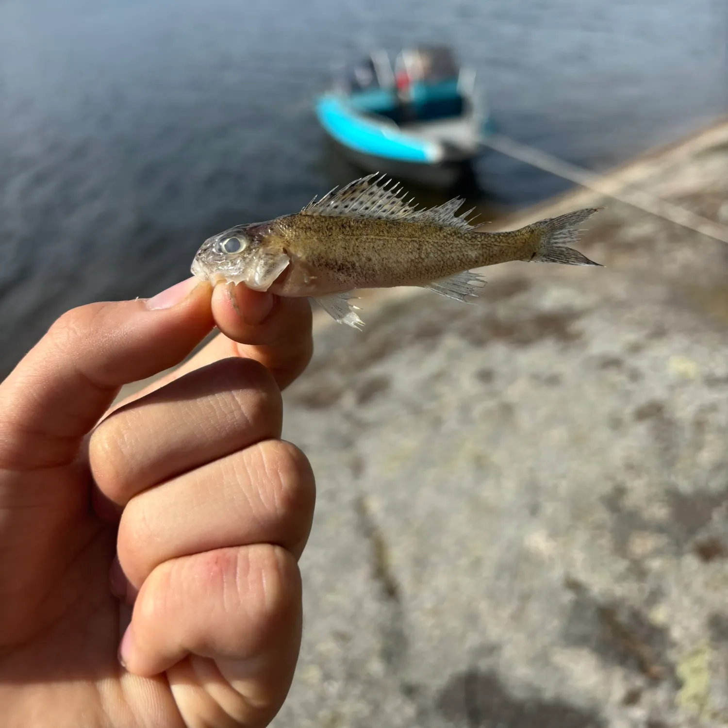 The most recent Ruffe catches on Fishbrain