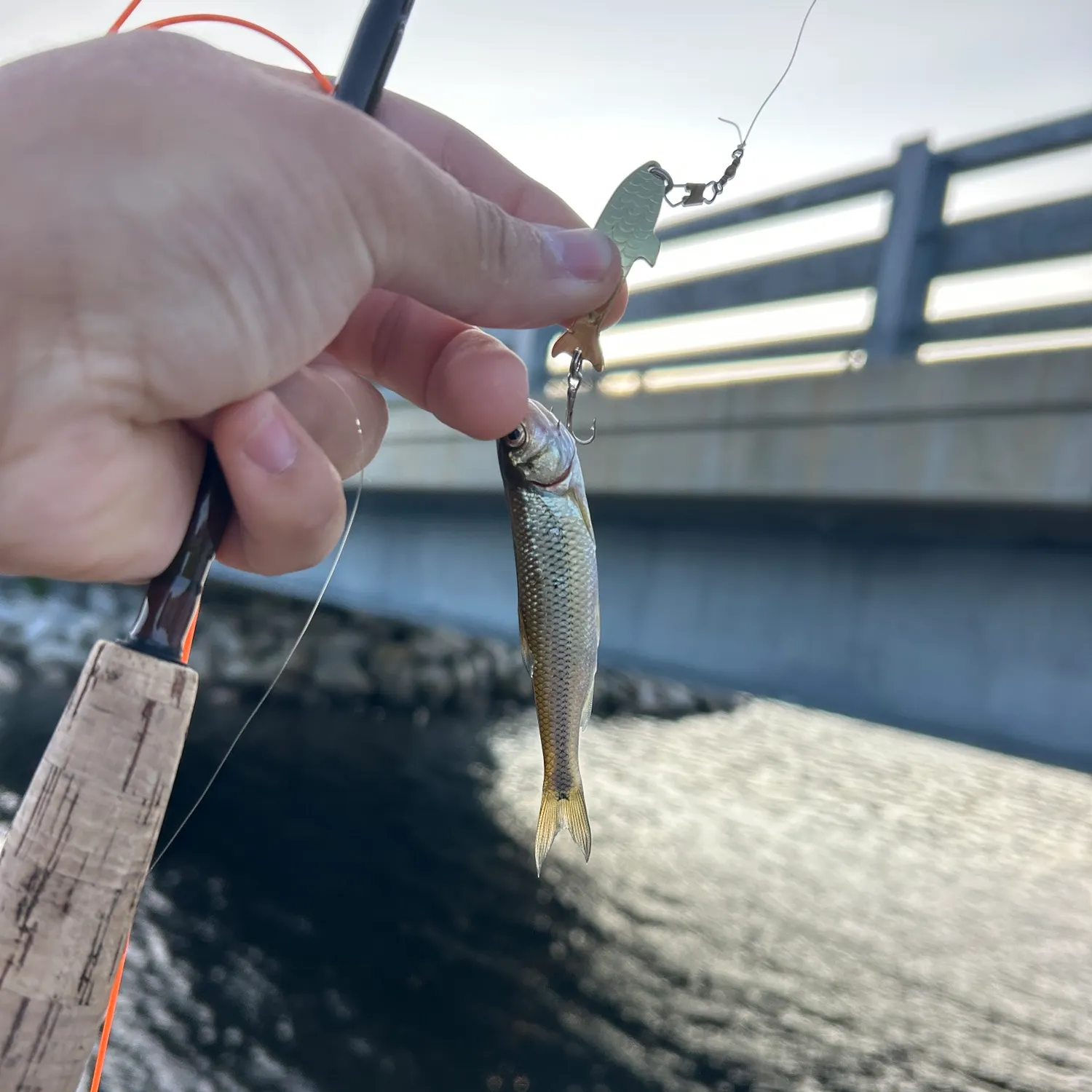 Fallfish caught on Fishbrain