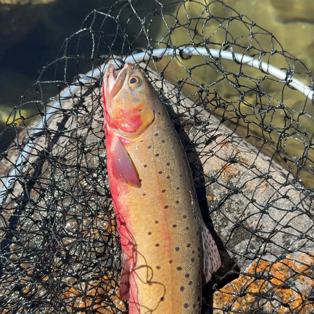 Cutthroat trout caught on Fishbrain