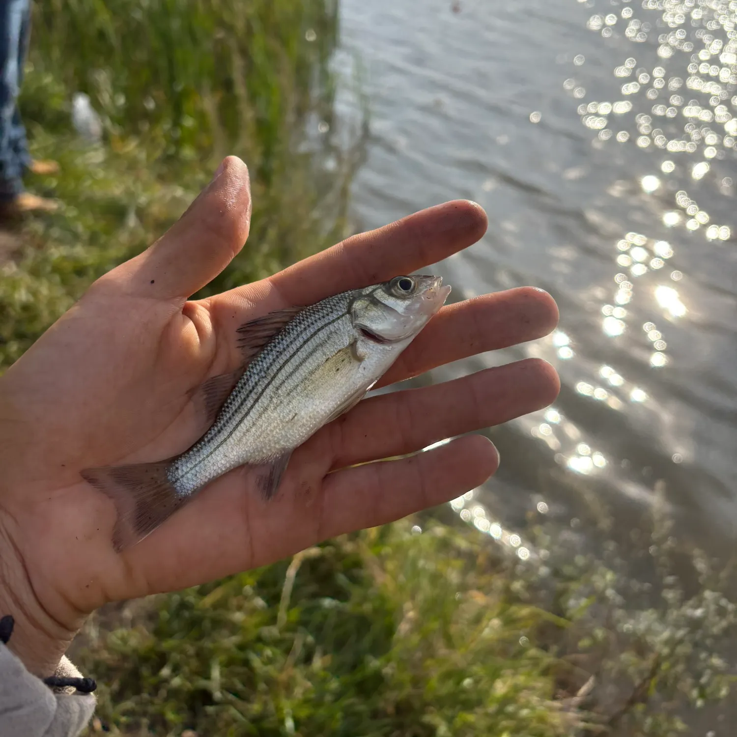 Yellow bass caught on Fishbrain