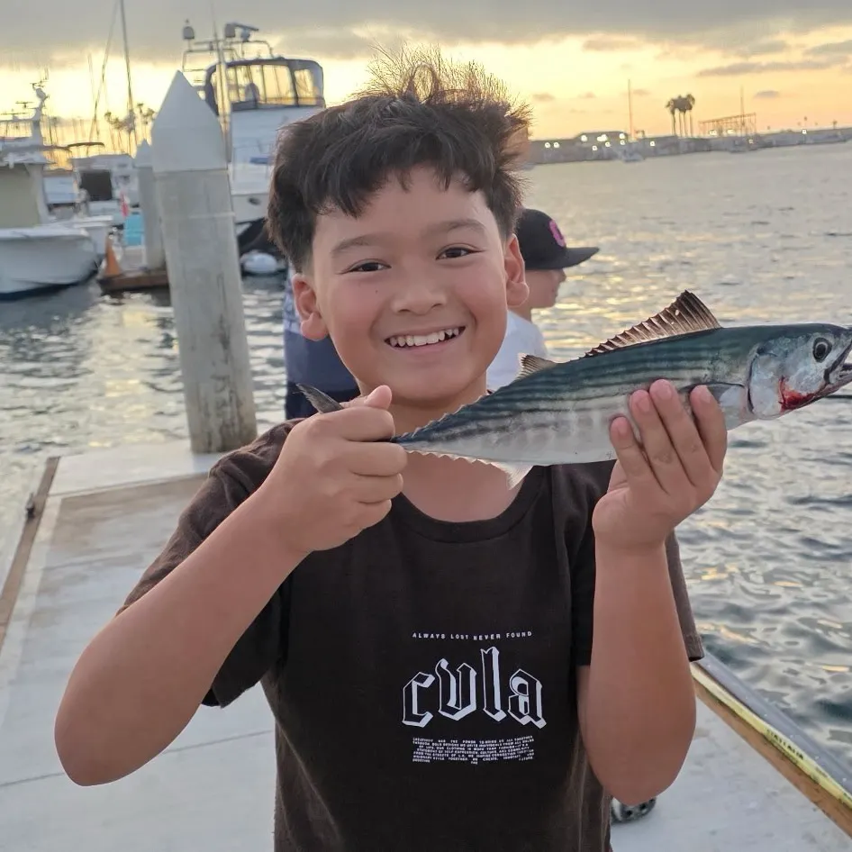 Eastern Pacific bonito caught on Fishbrain