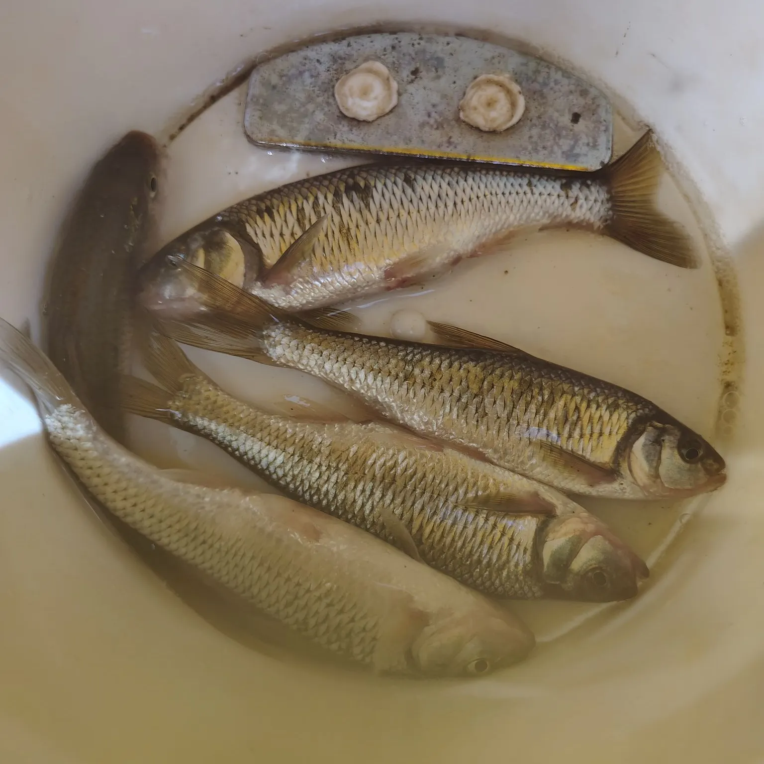 Striped shiner caught on Fishbrain