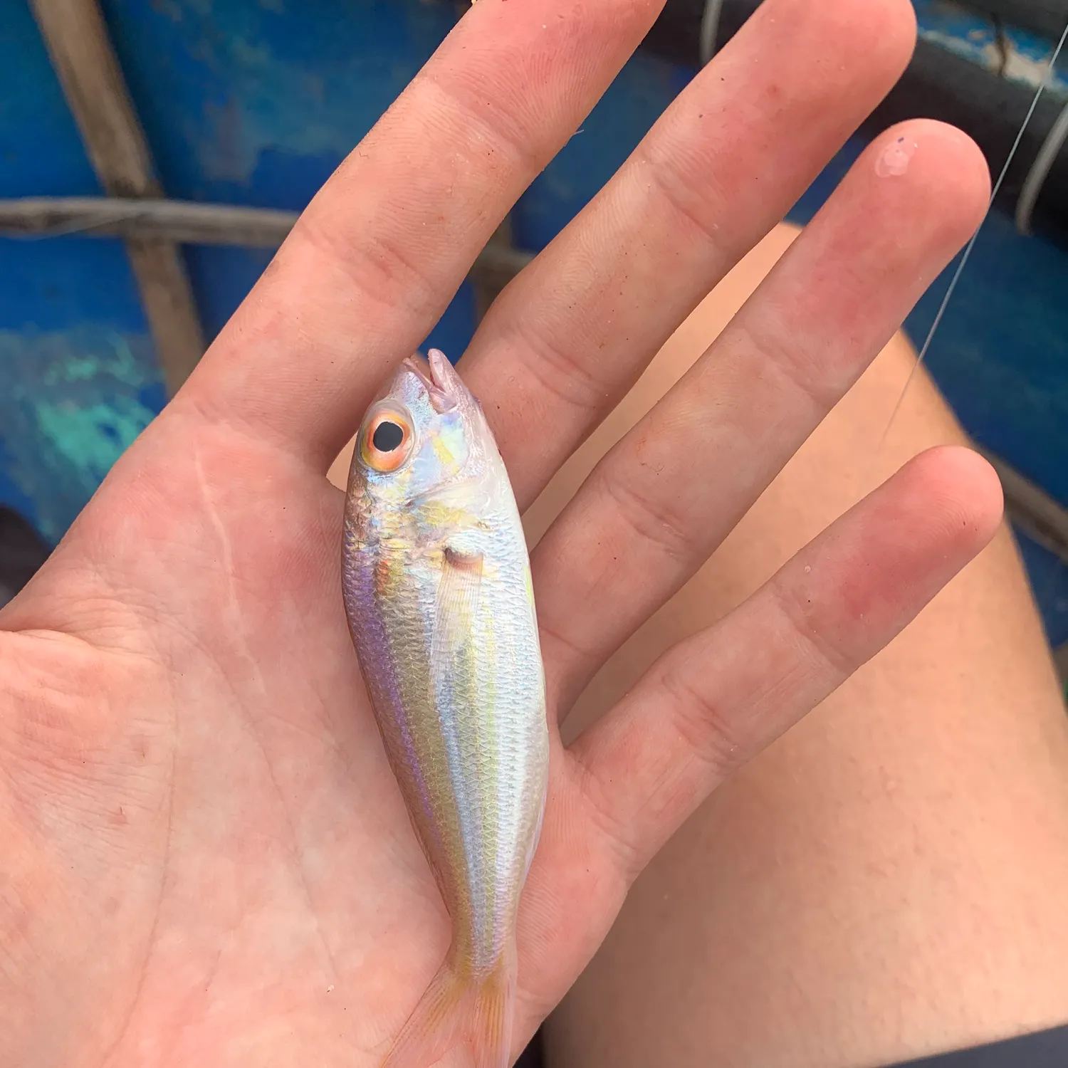 The most recent Yellow-tipped threadfin bream catches on Fishbrain