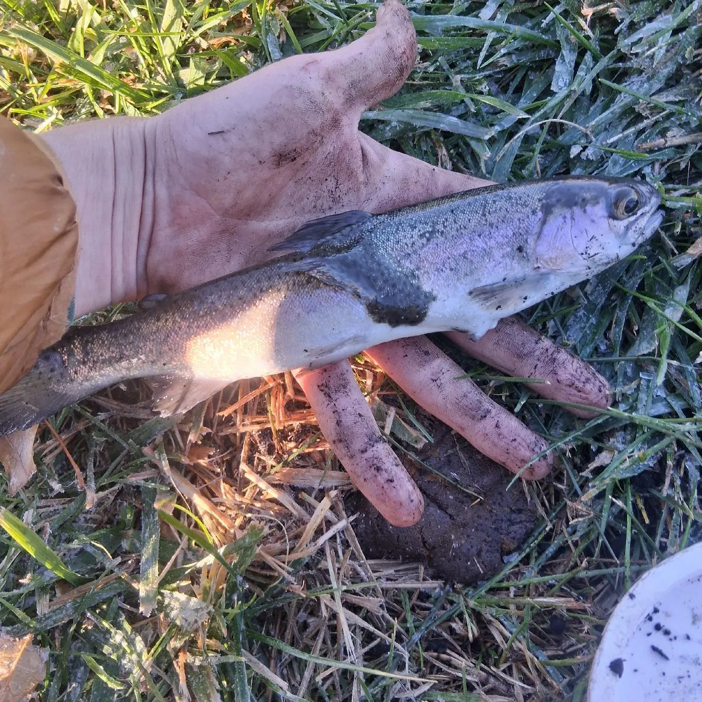 Rainbow trout caught on Fishbrain