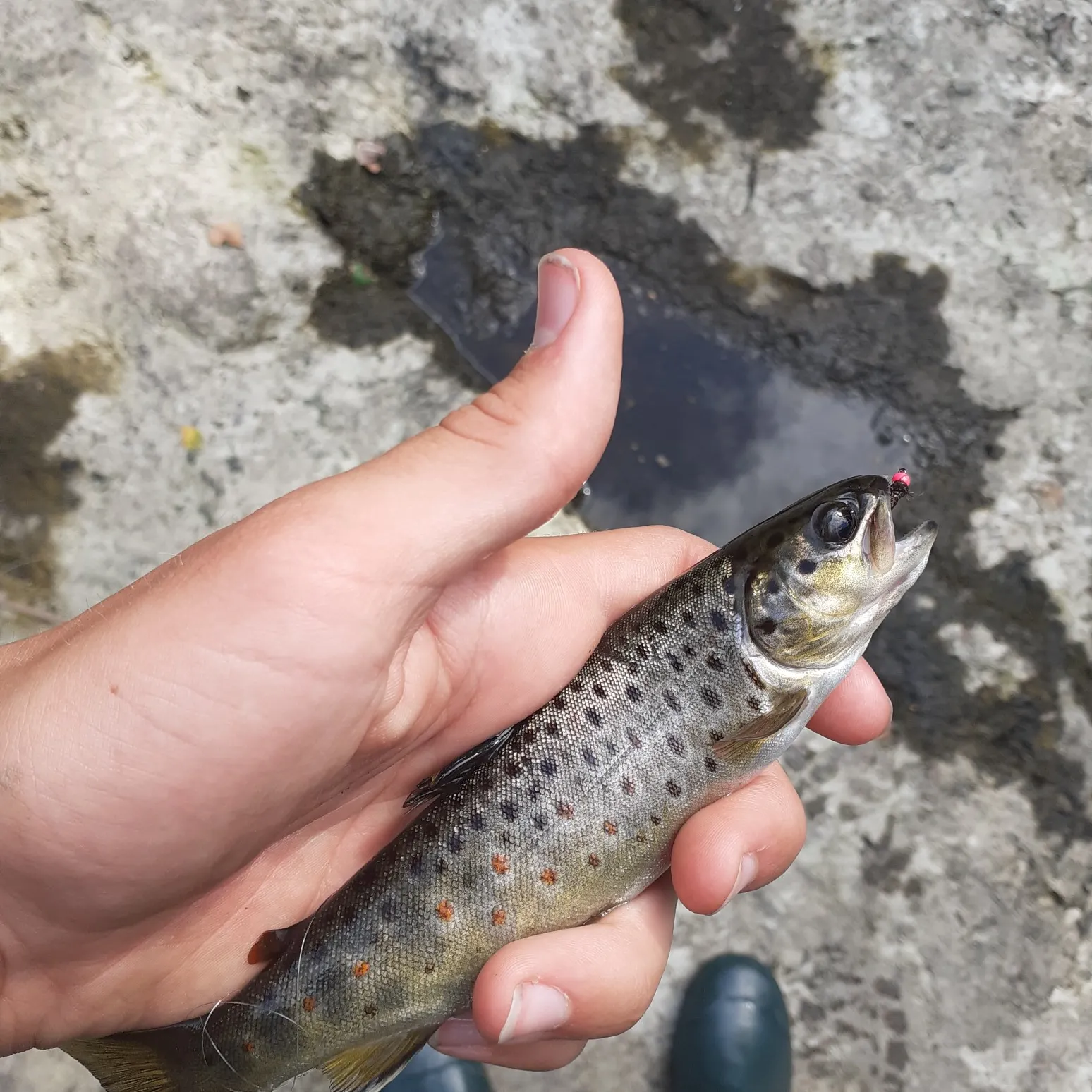 angler catch