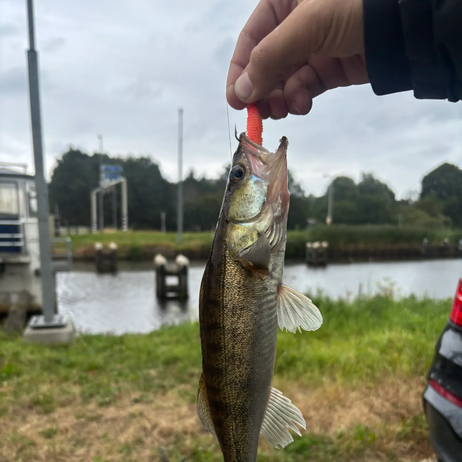 Zander caught on Fishbrain