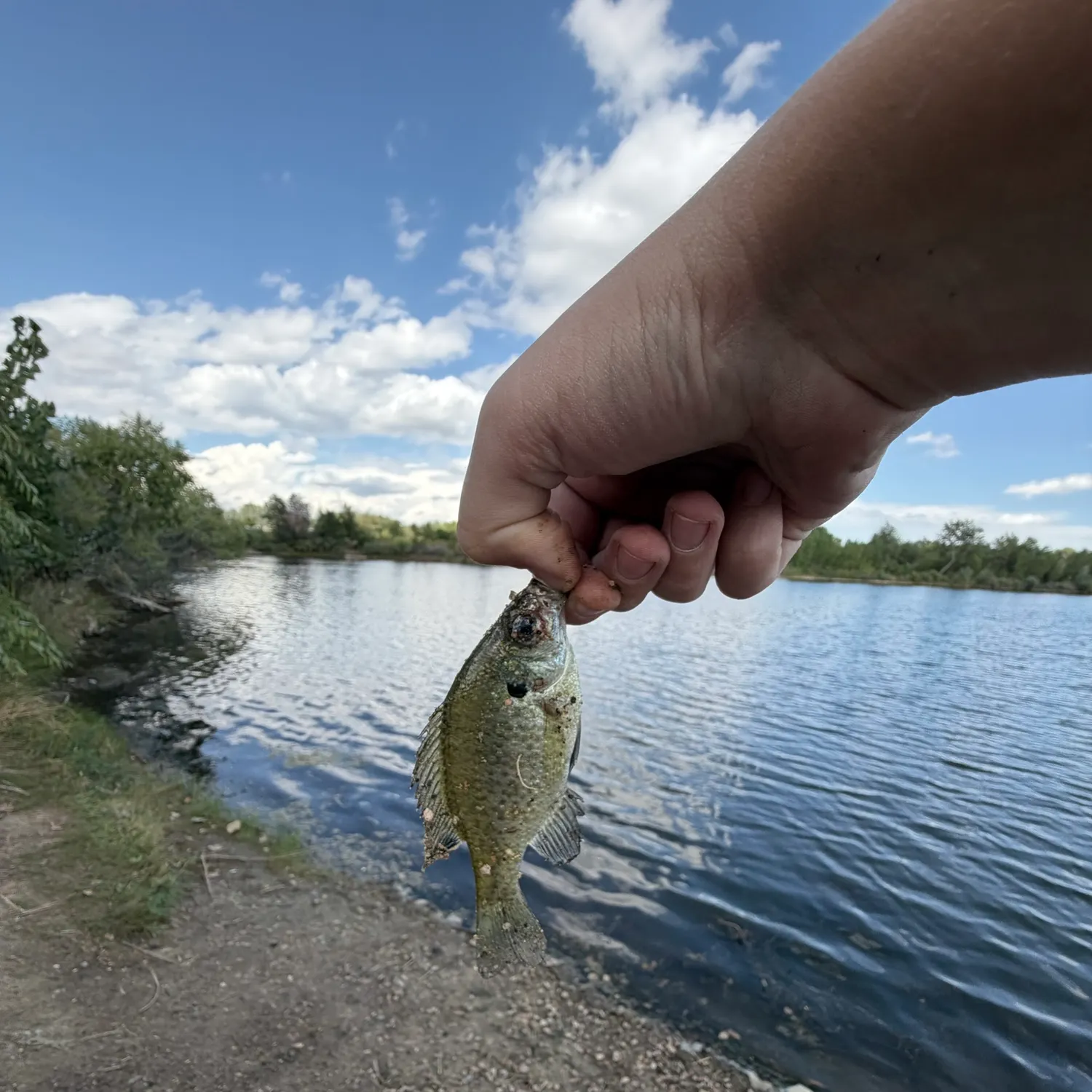 White crappie caught on Fishbrain