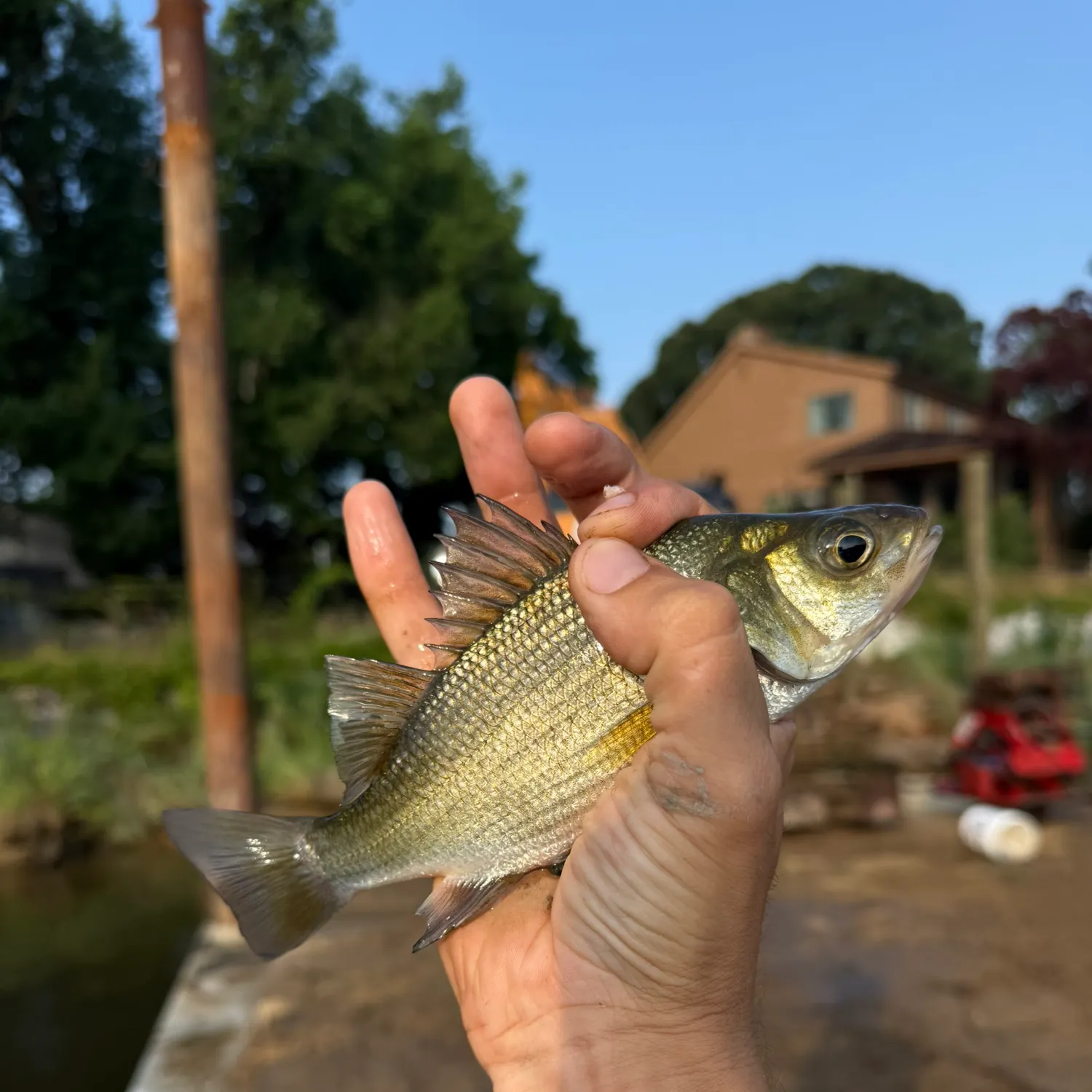 catch