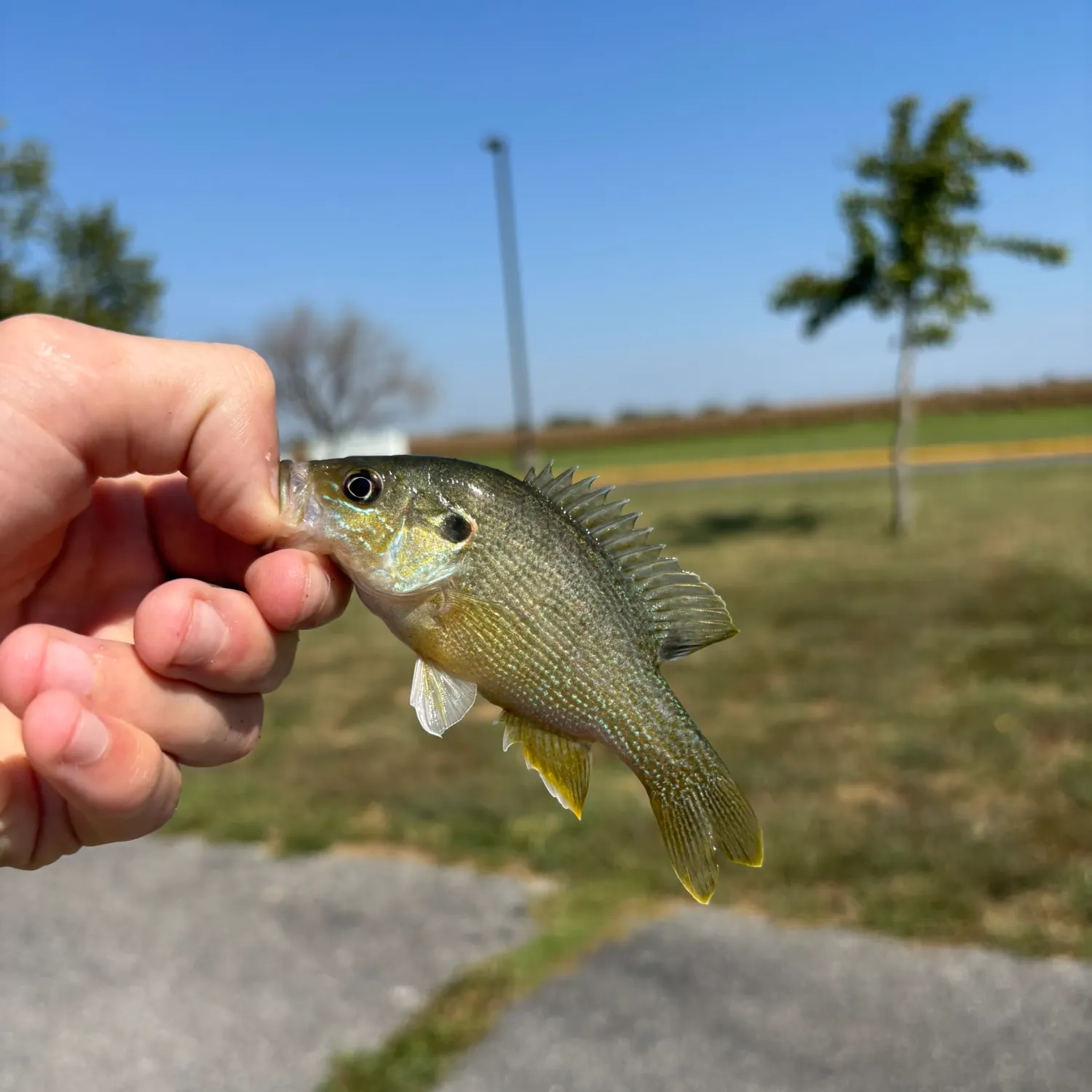 Green sunfish caught on Fishbrain