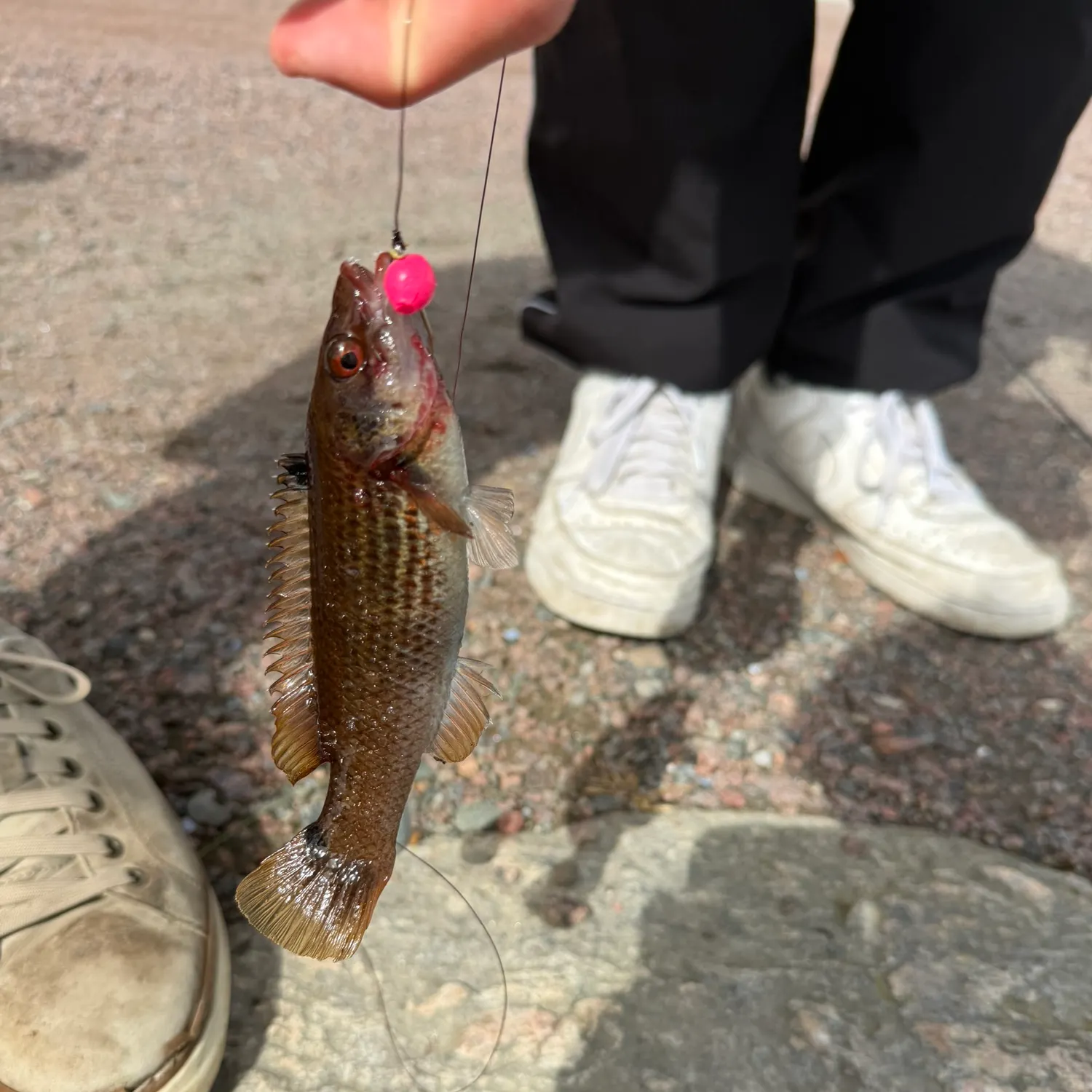 The most recent Goldsinny-wrasse catches on Fishbrain