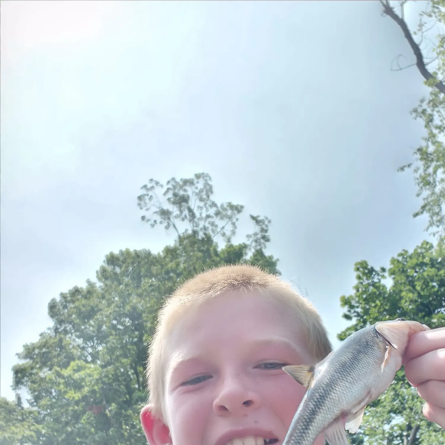 Creek chub caught on Fishbrain