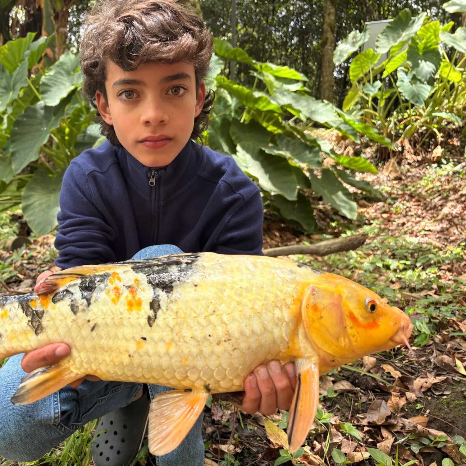 The most recent Koi carp catches on Fishbrain