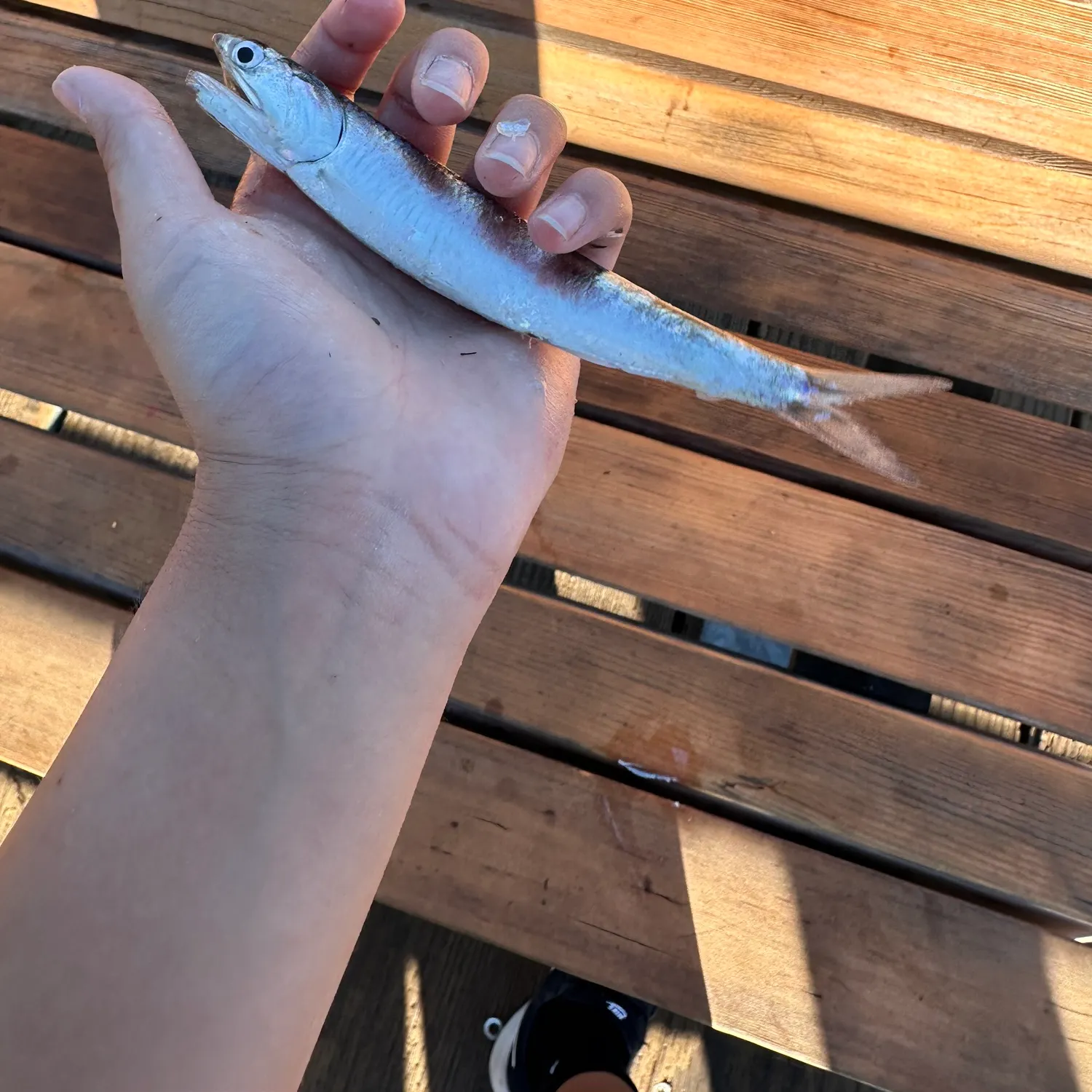 The most recent Northern anchovy catches on Fishbrain