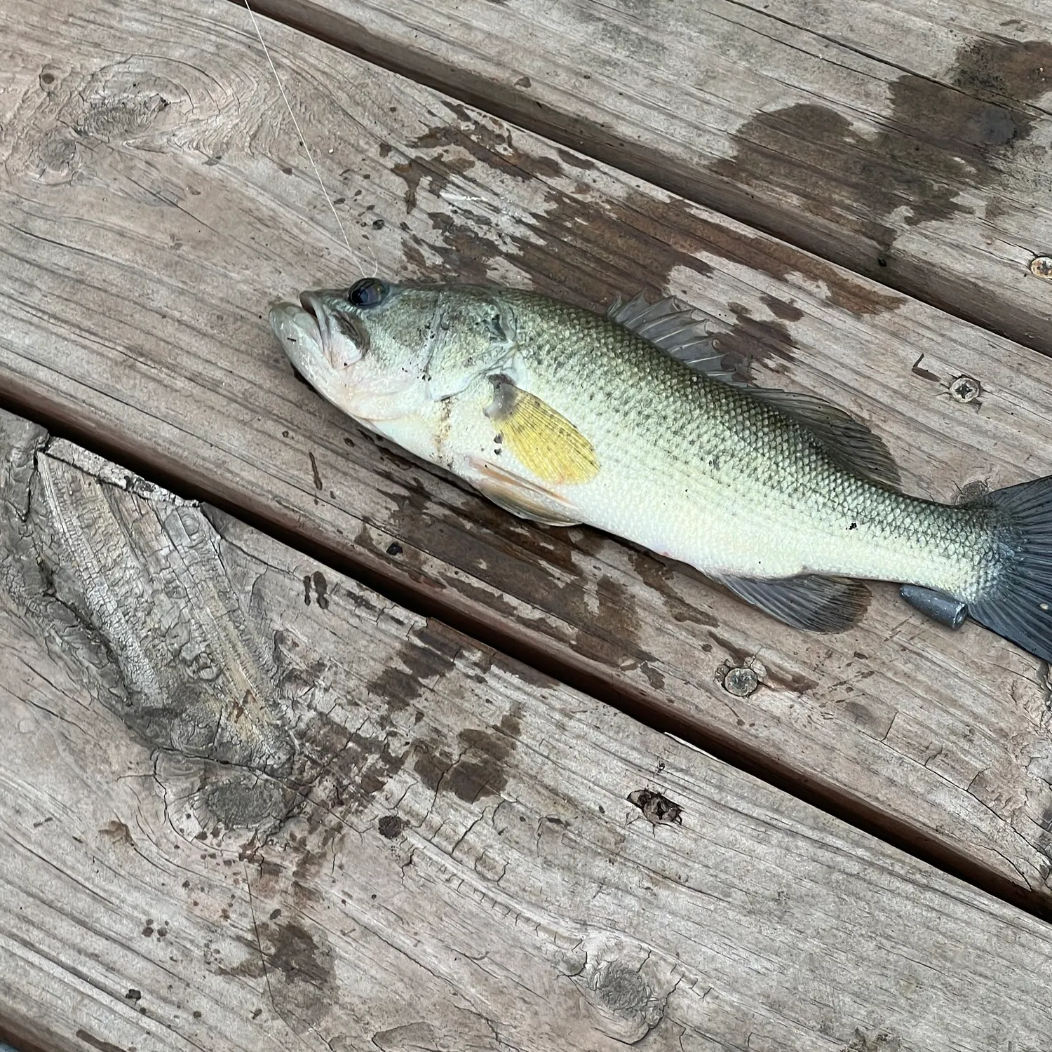Largemouth bass caught on Fishbrain
