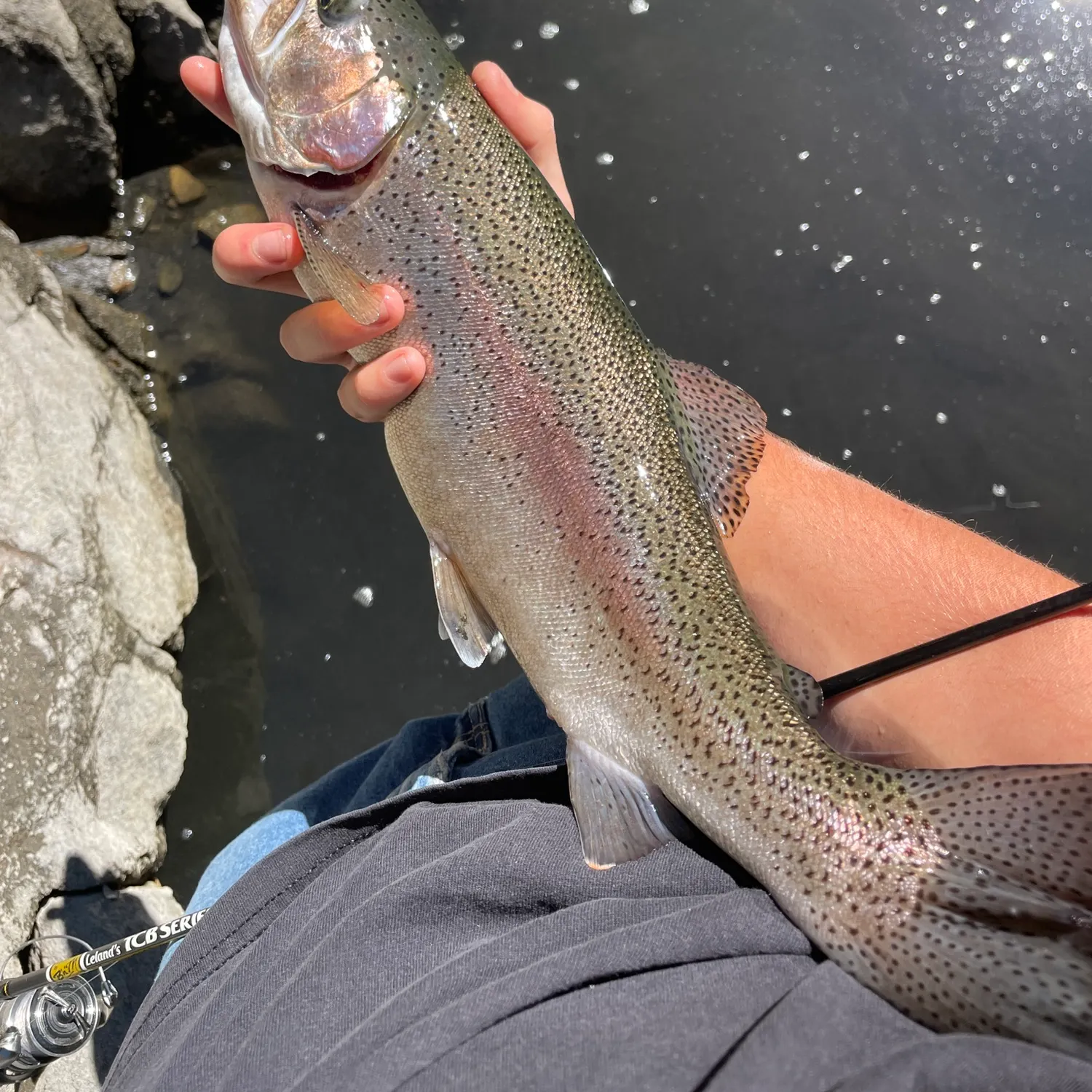 The most recent Coastal rainbow trout catches on Fishbrain