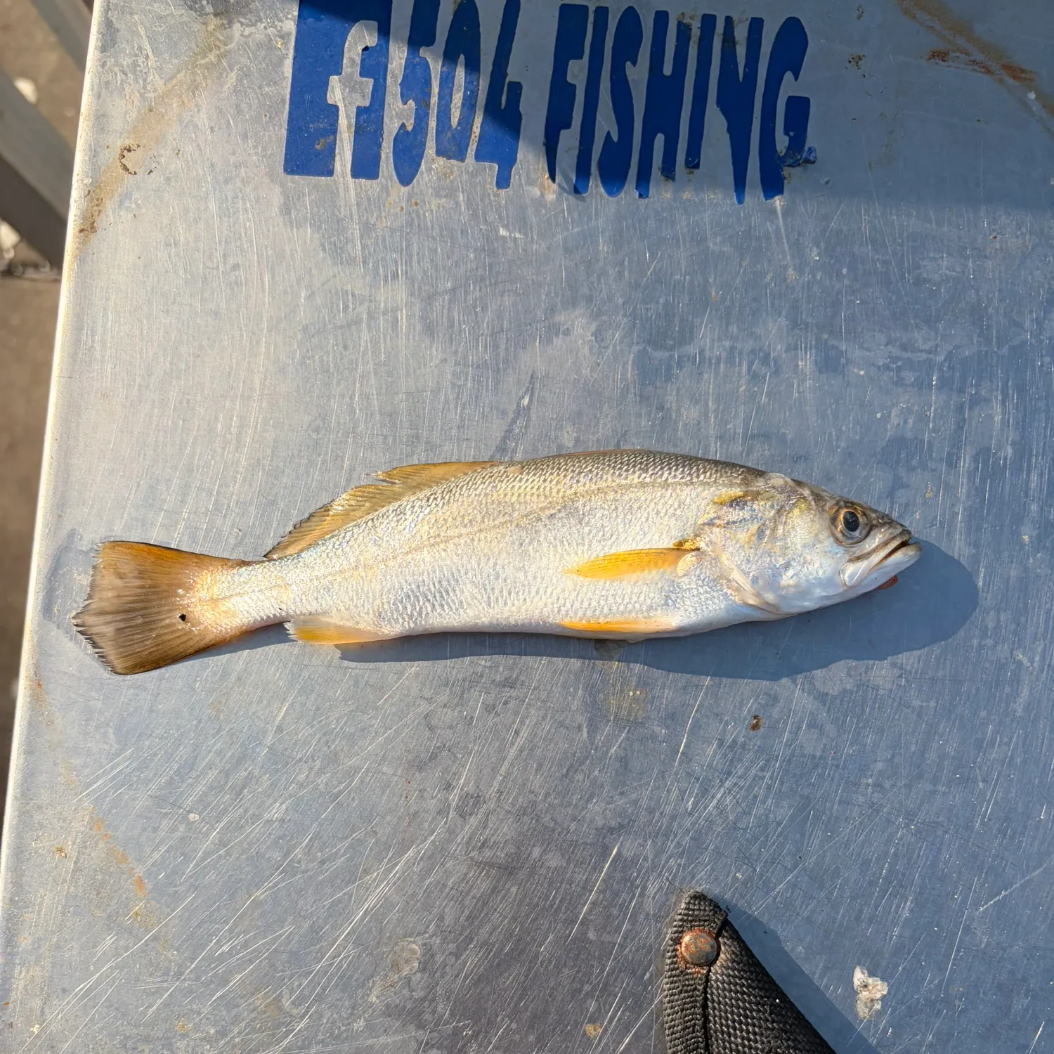 Sand seatrout caught on Fishbrain