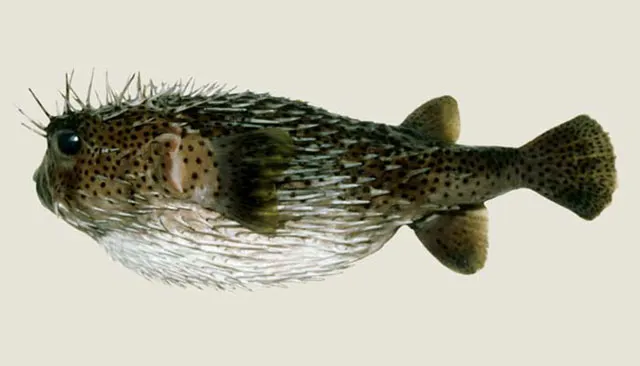 Spot-fin porcupinefish