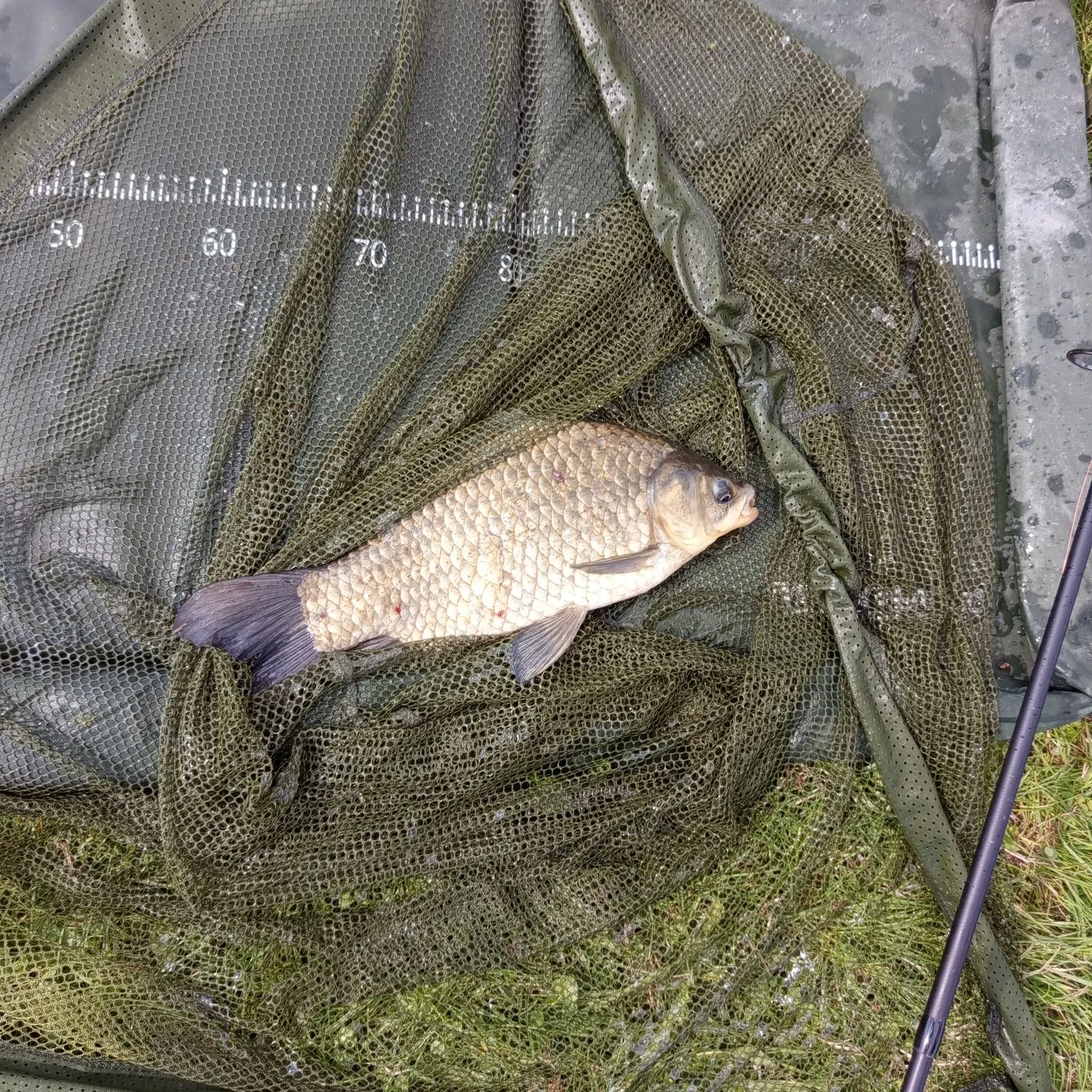 The most recent Crucian carp catches on Fishbrain