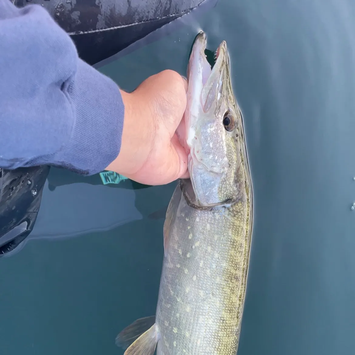 Northern pike caught on Fishbrain