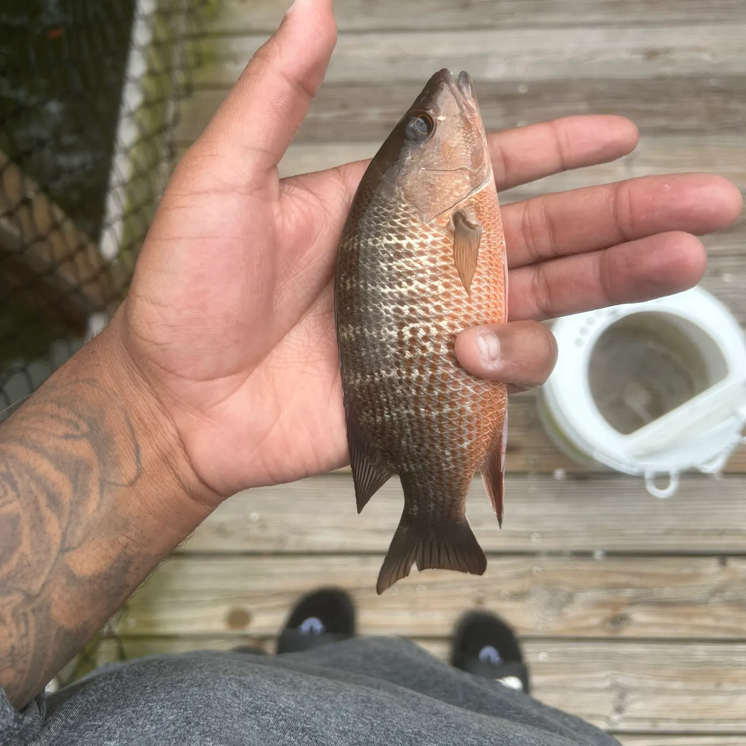 Mangrove snapper caught on Fishbrain