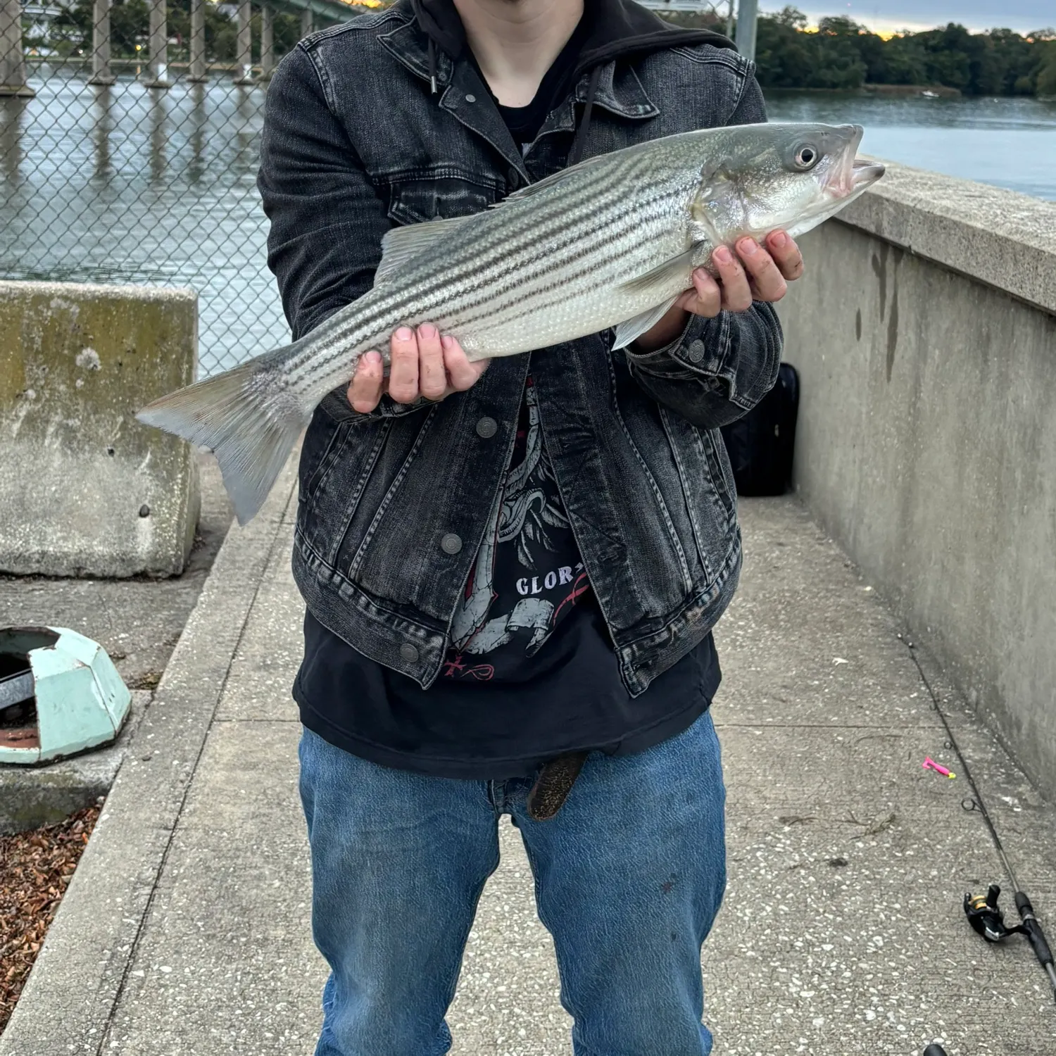 Striped bass caught on Fishbrain