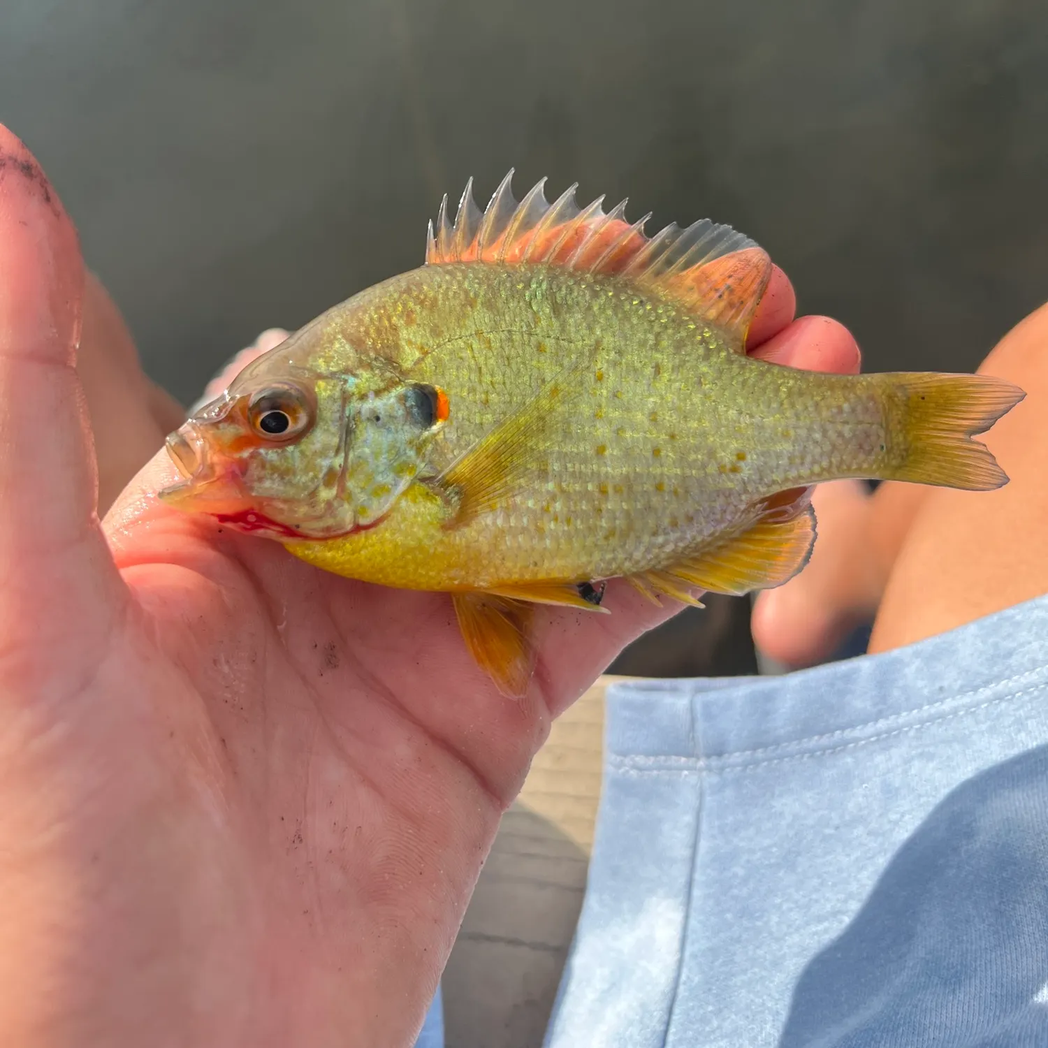 Orangespotted sunfish caught on Fishbrain