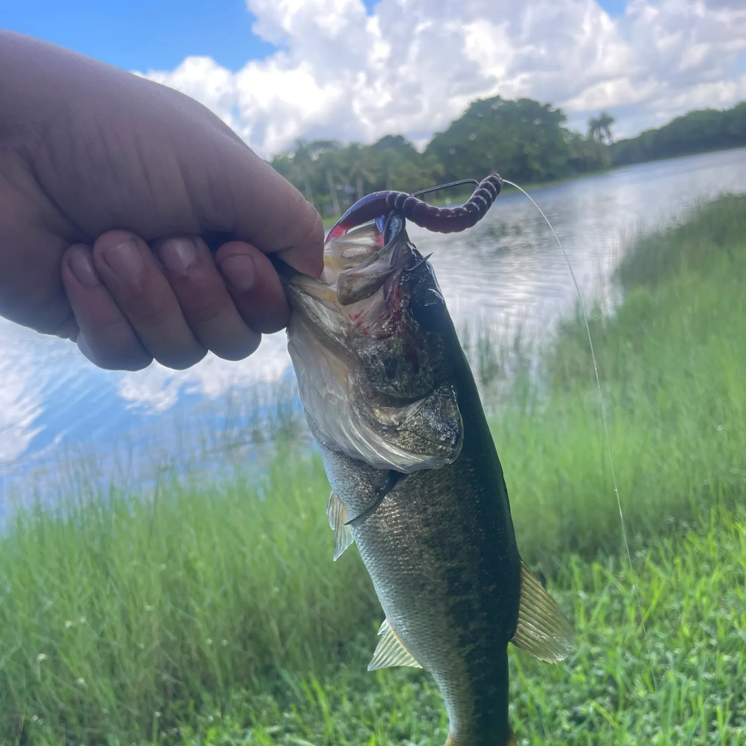 Largemouth bass caught on Fishbrain