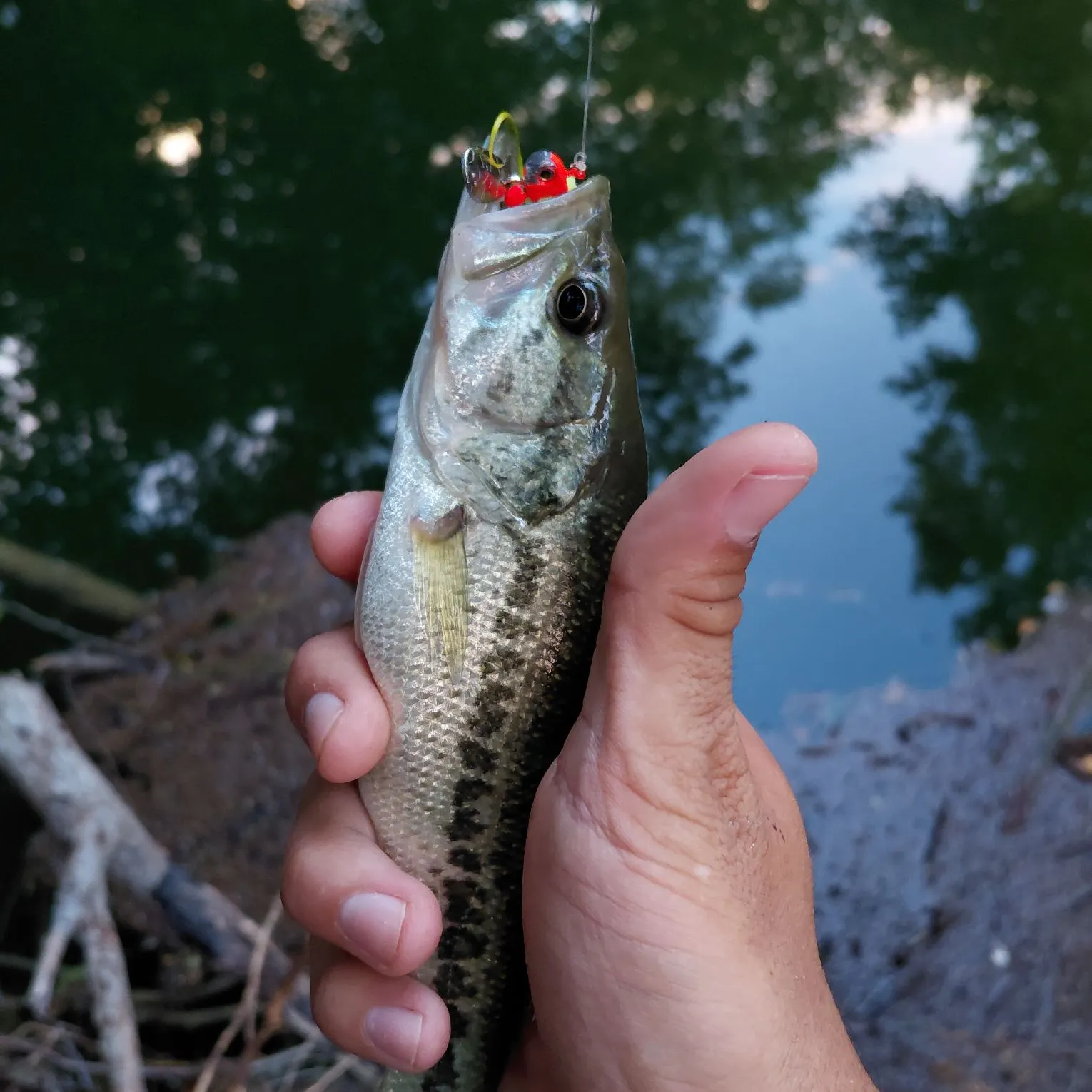 Largemouth bass caught on Fishbrain