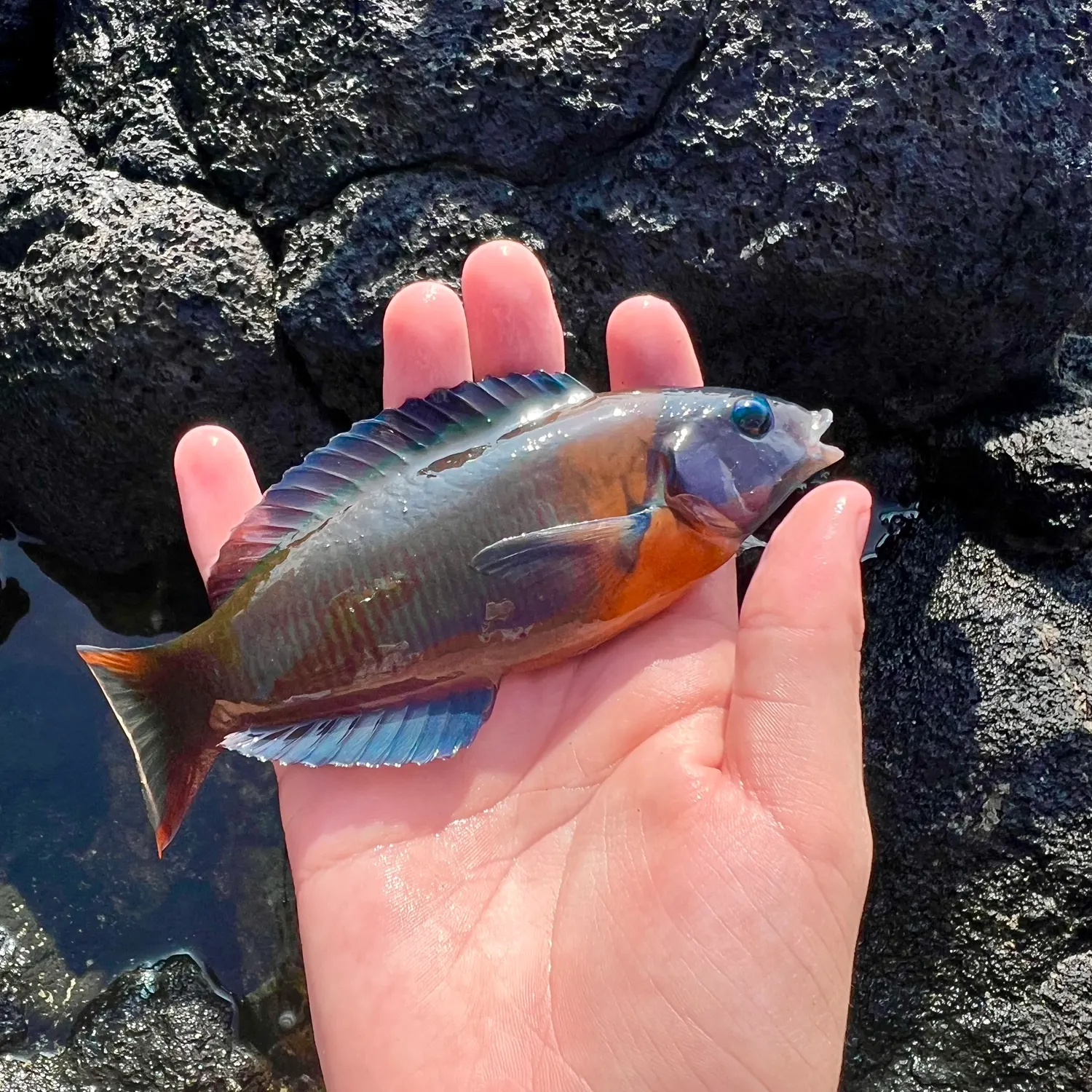 The most recent Saddle wrasse catches on Fishbrain