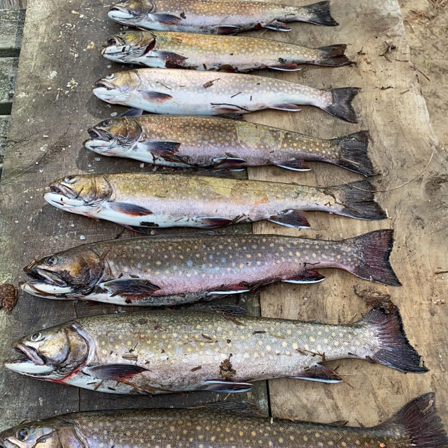 recently logged catches