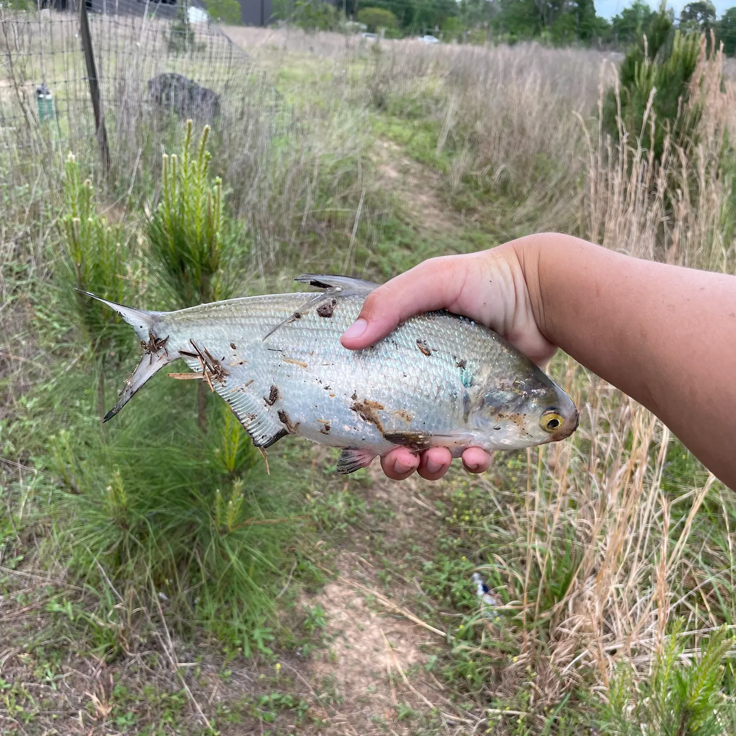 The most recent Threadfin shad catches on Fishbrain