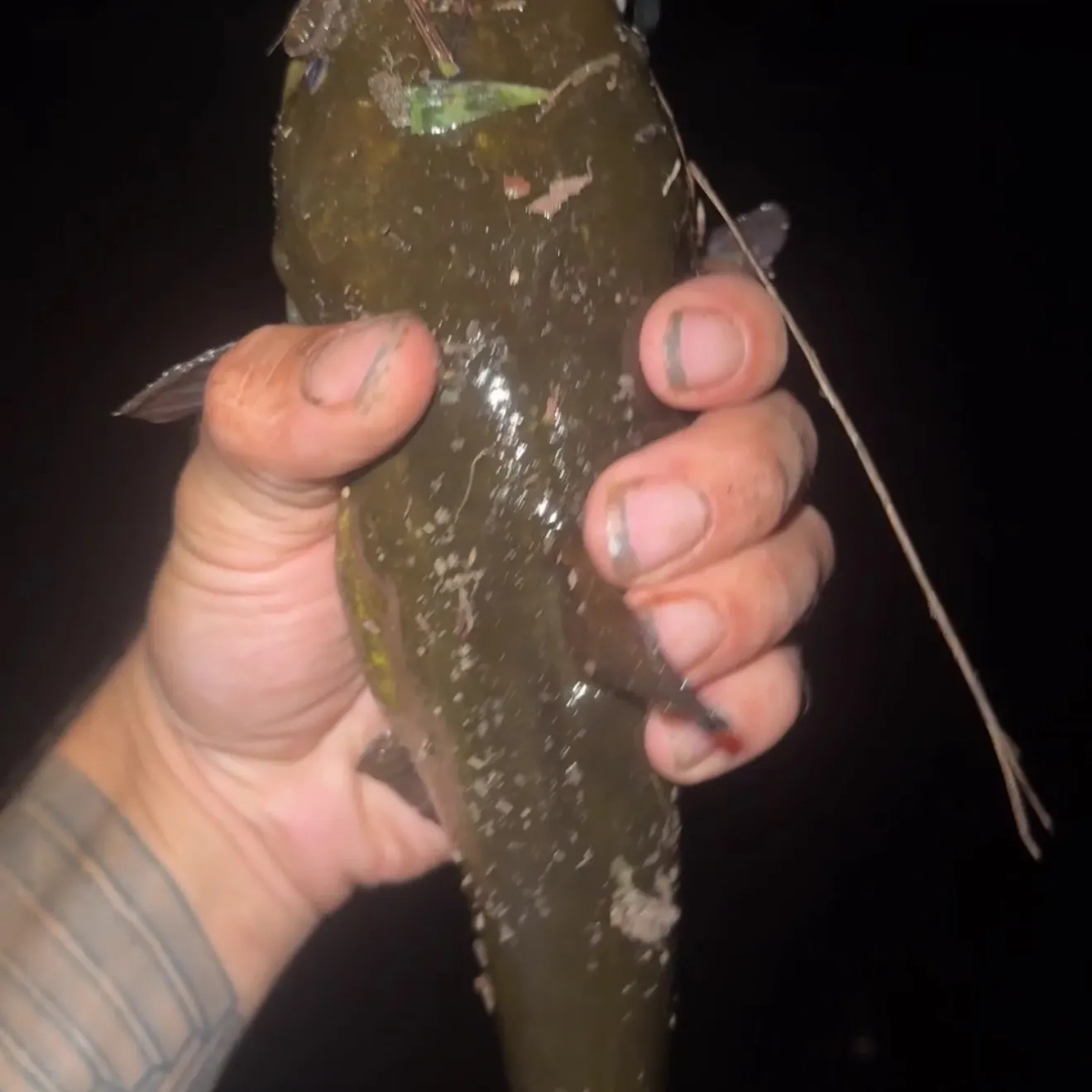 Yellow bullhead caught on Fishbrain