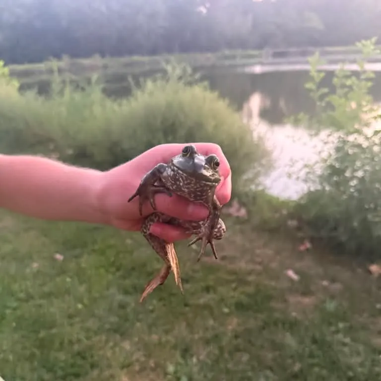 American bullfrog caught on Fishbrain